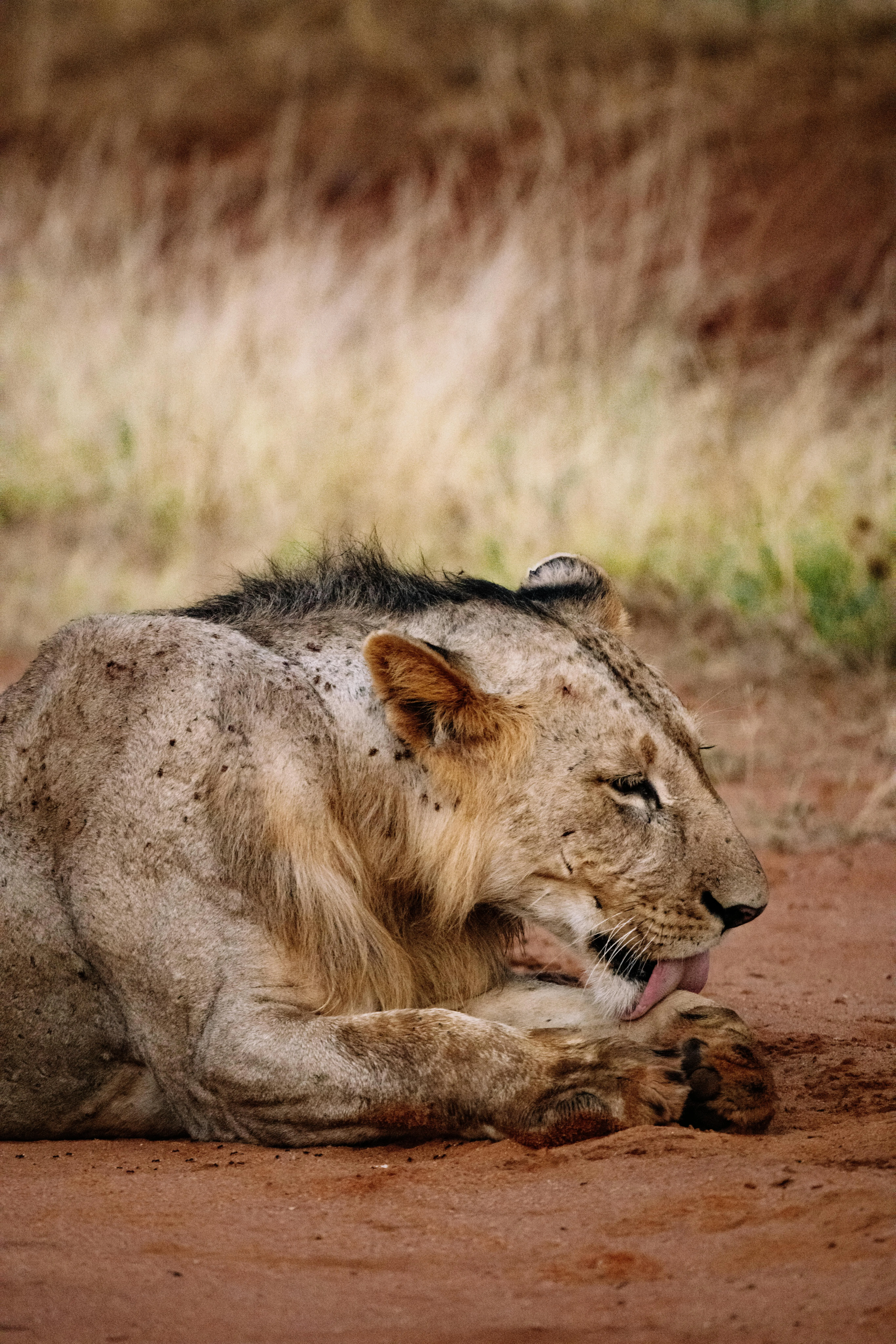 Lion Resting and Grooming Itself on the African Savannah