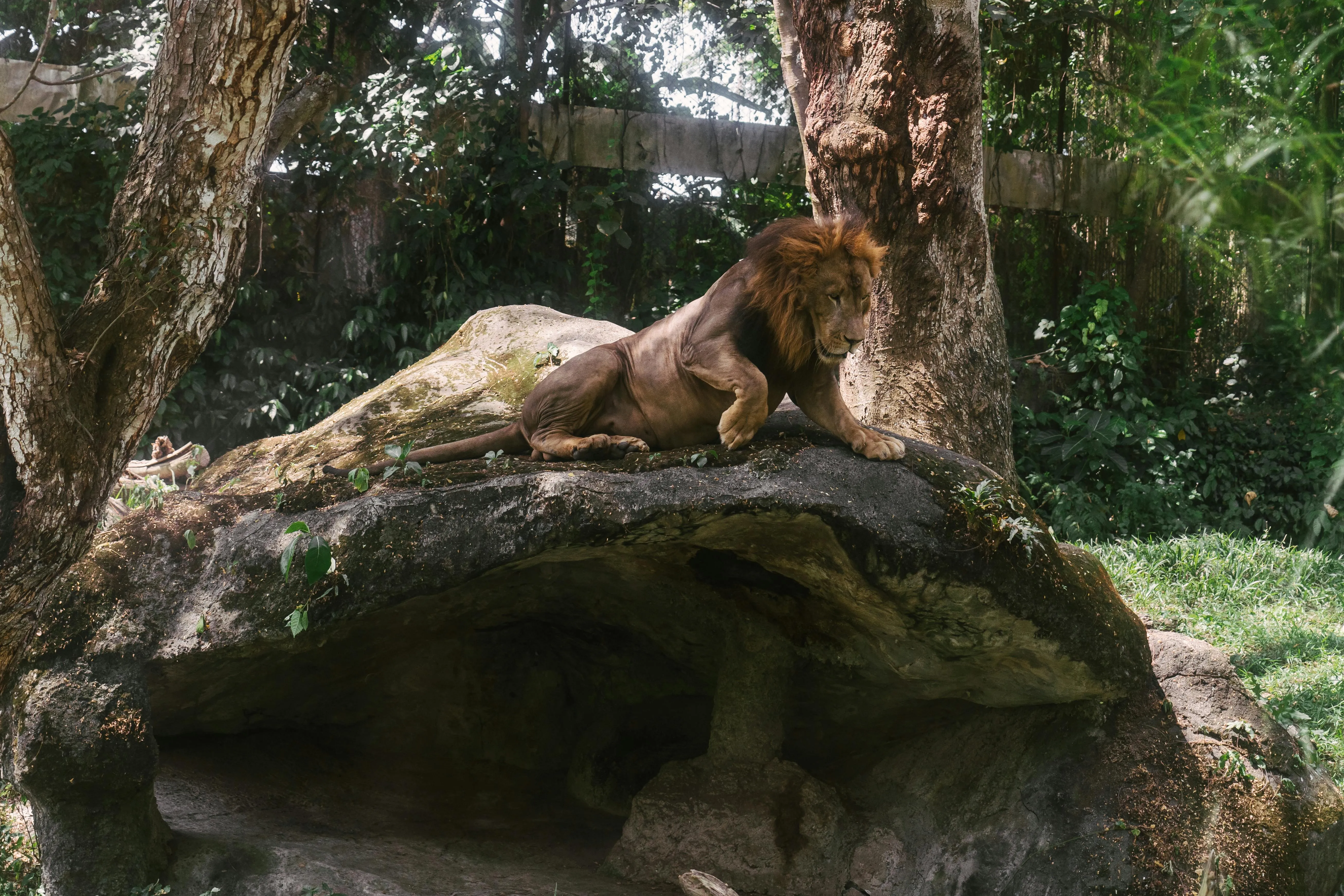 Lion Resting on a Rock in a Green Forest Habitat Wallpaper