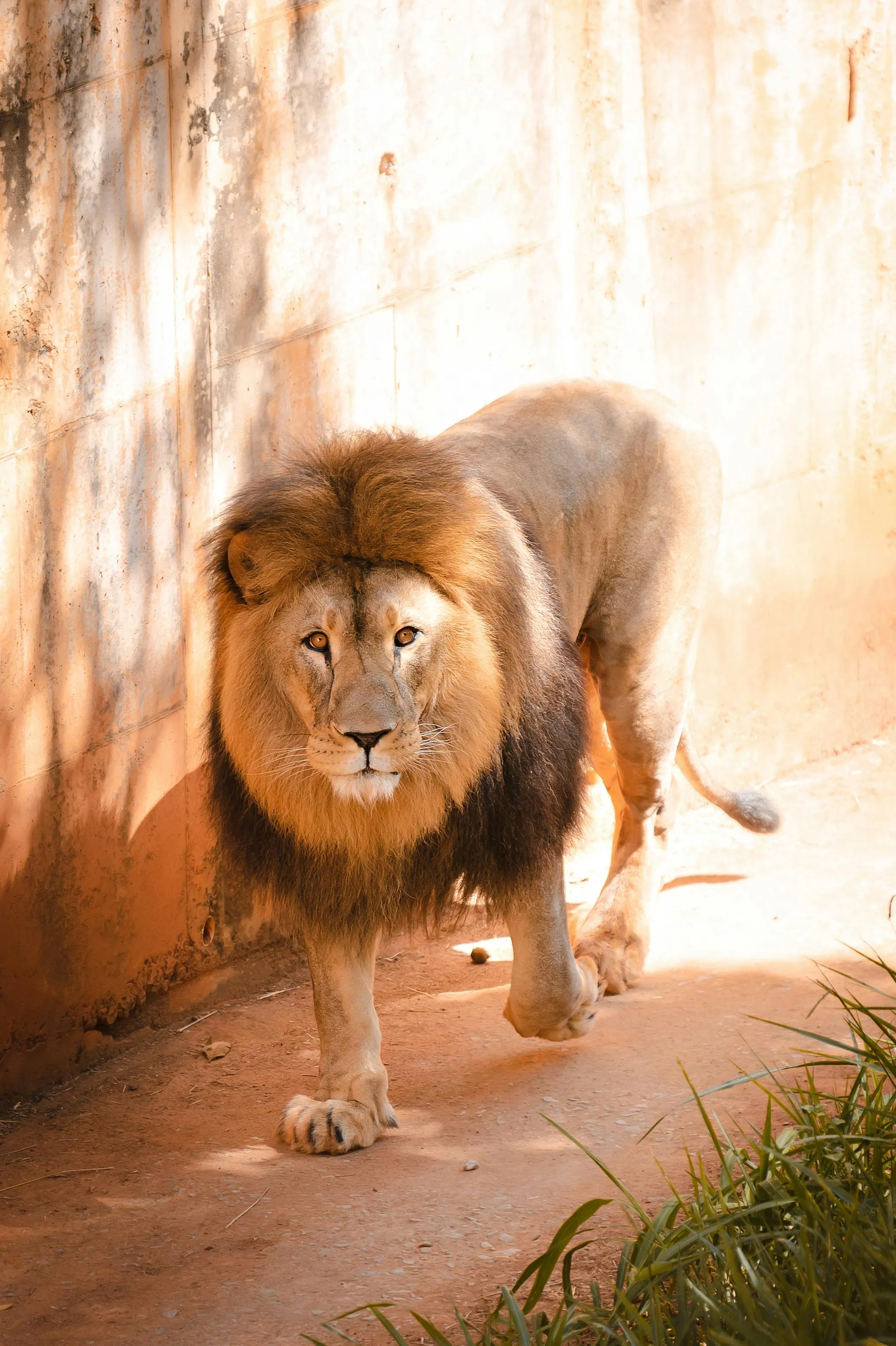 Lion Roaming on the Zoo with Calm Mindset HD Free Wallpaper