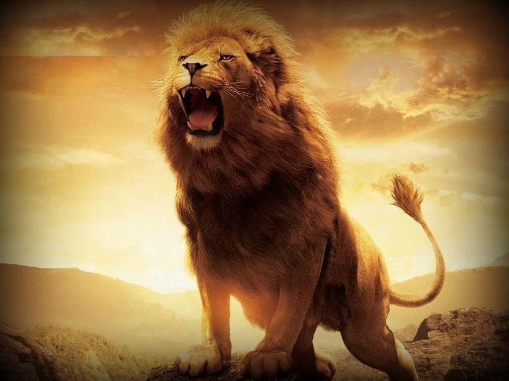 Lion Roaring on a Rock HD Desktop Wallpaper Free Download