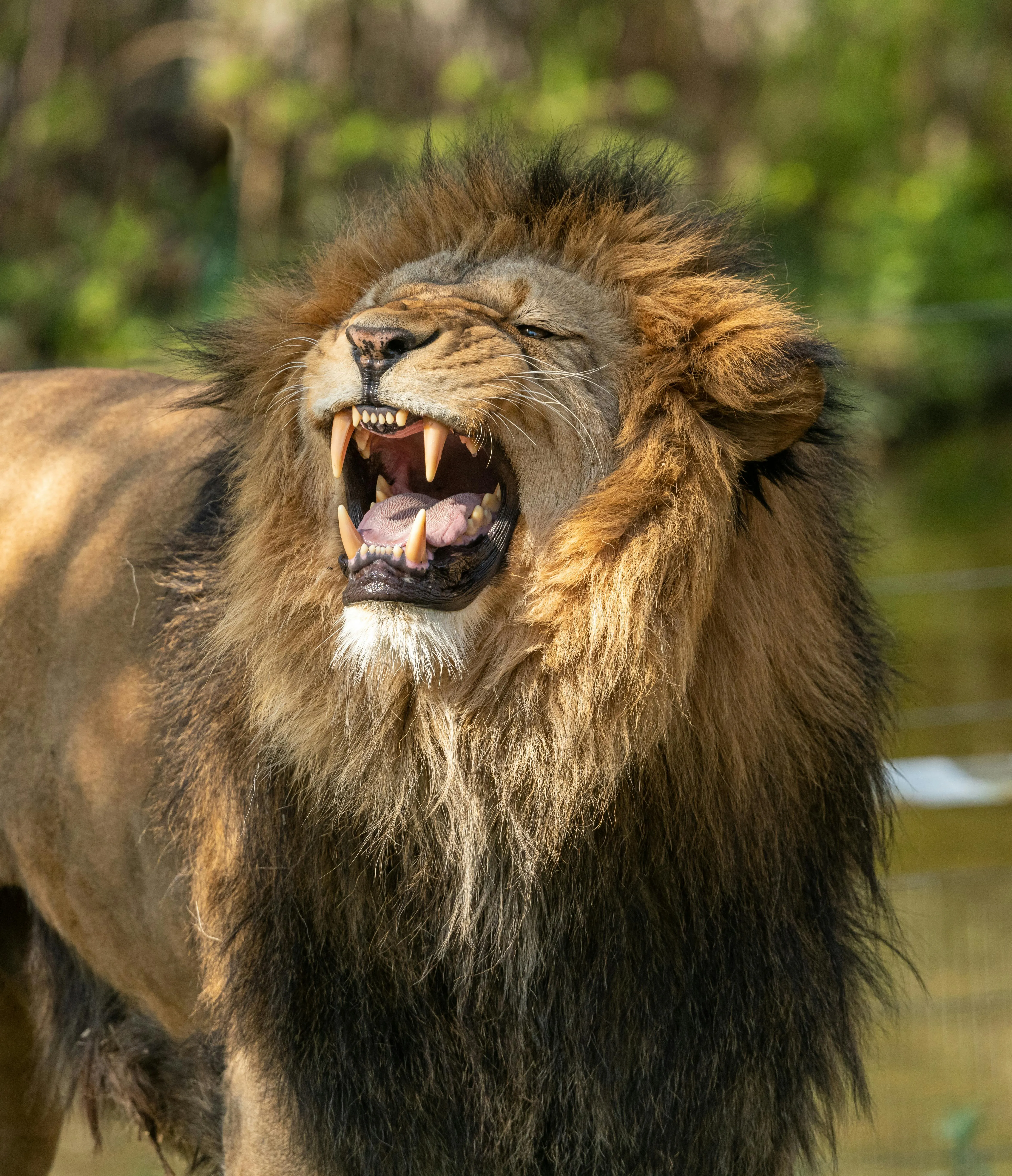 A Lion Roars with a Powerful Sound HD Free Wallpaper