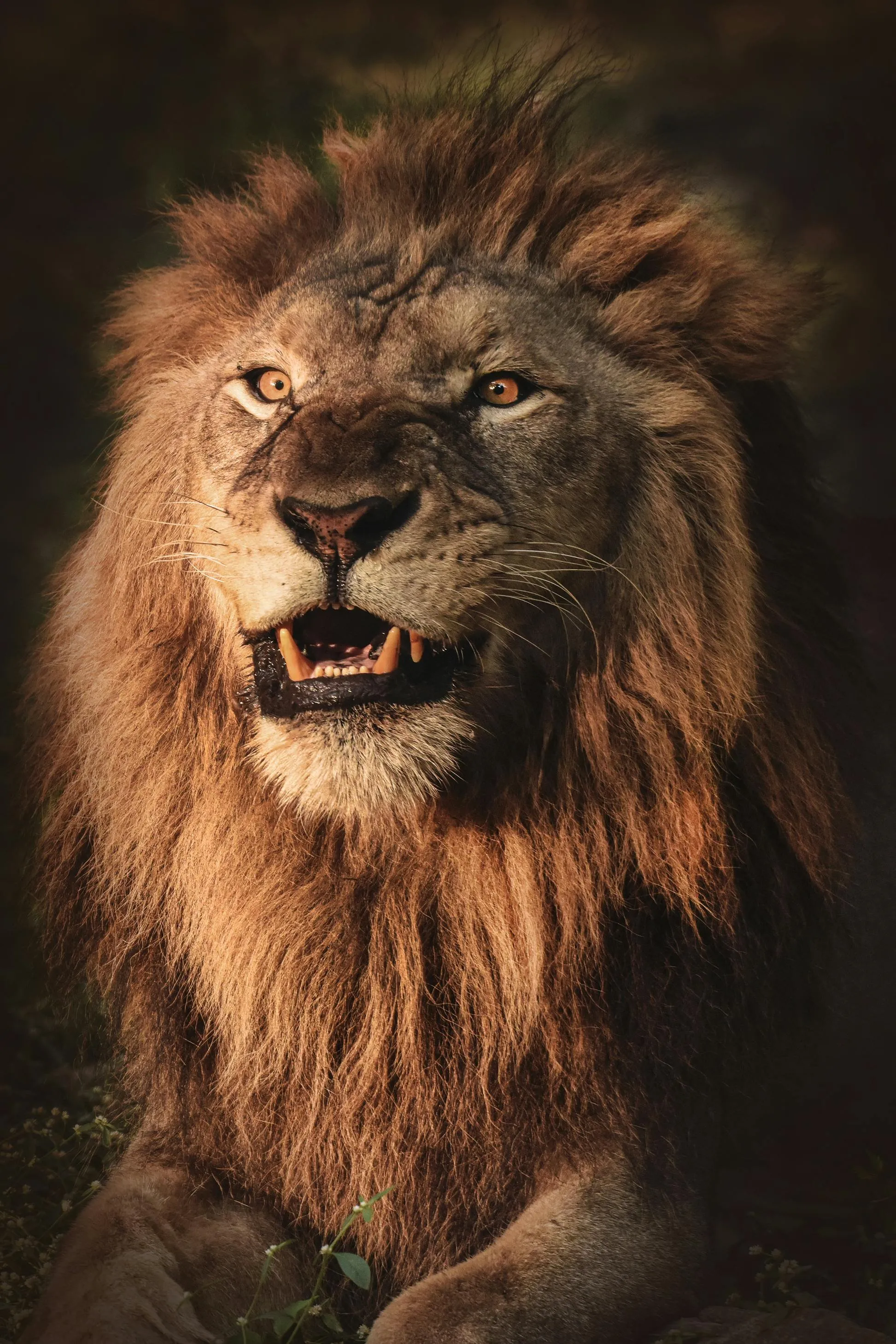 Lion Roars with Scary Face Portrait HD Free Wallpaper