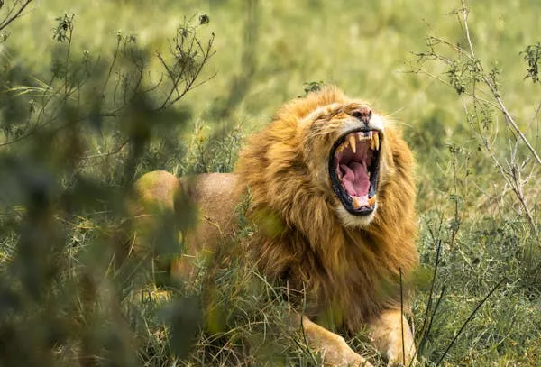 A Lion Roars with a Scary Sound HD Free Landscape Wallpaper