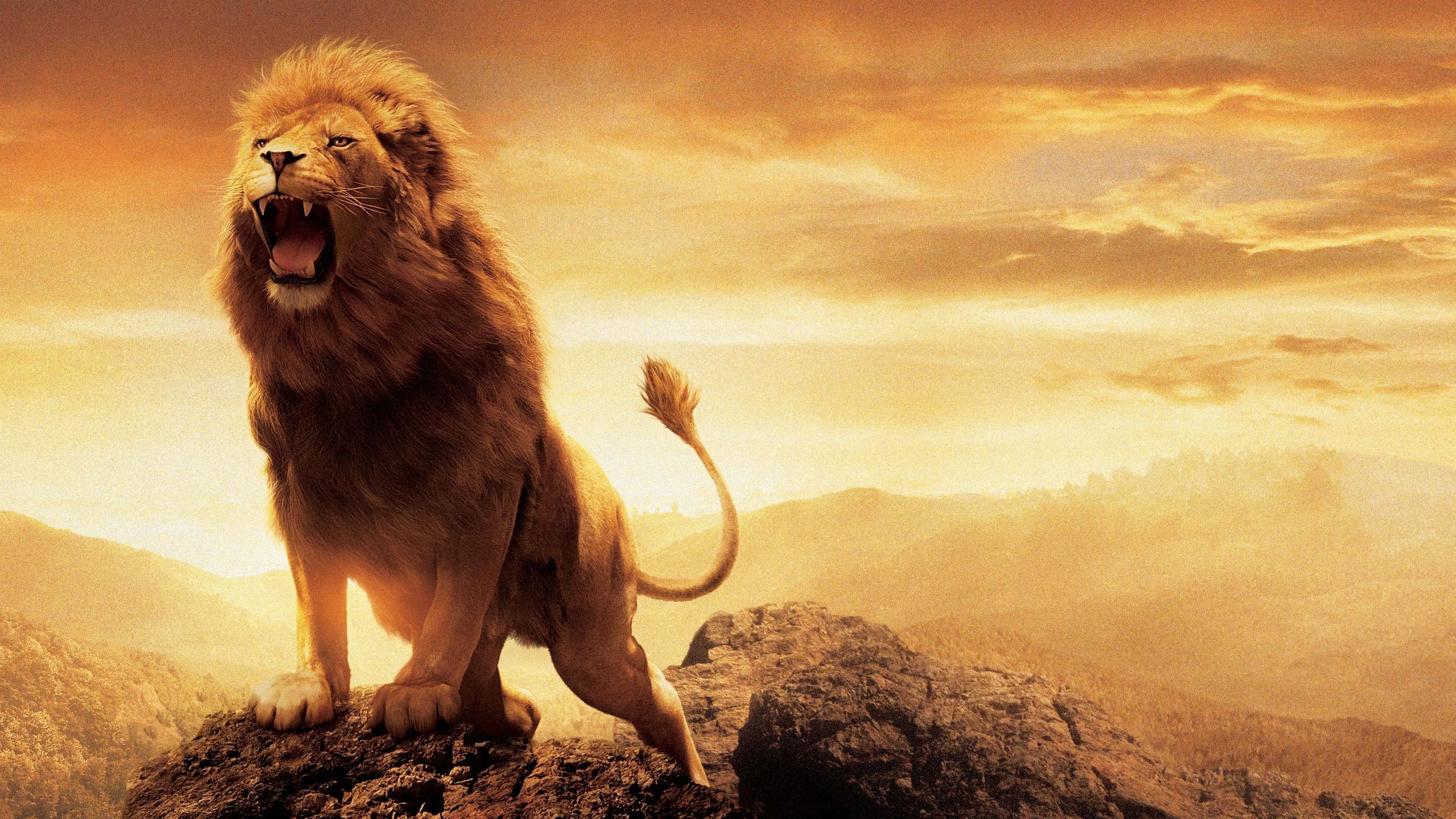 Lion Roars at the Top of Mountain with Attitude HD Wallpaper