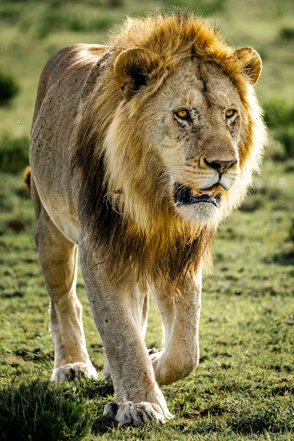Lion Roars and Walking on the Grass HD Wallpaper for Free