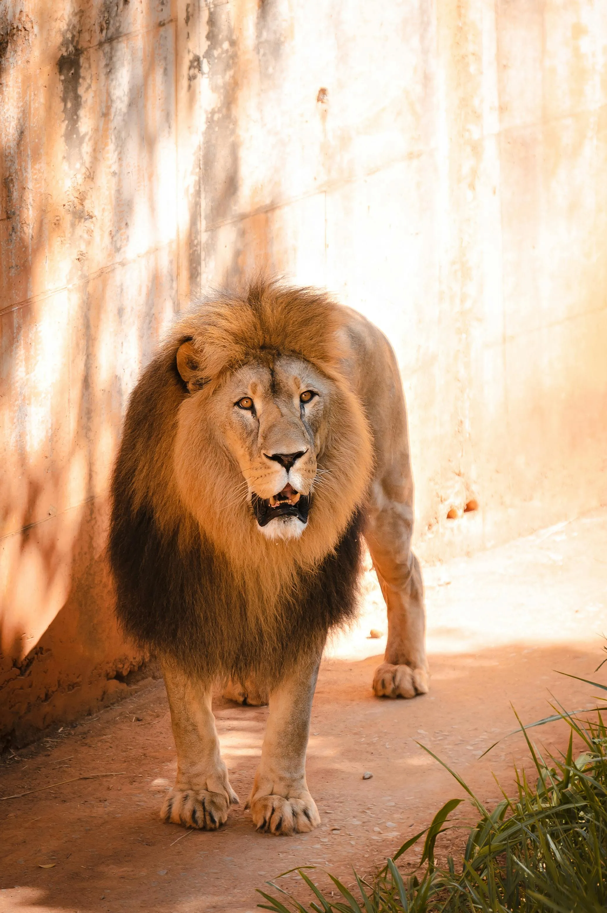 Lion Roars in the Zoo Portrait HD Wallpaper Free Download