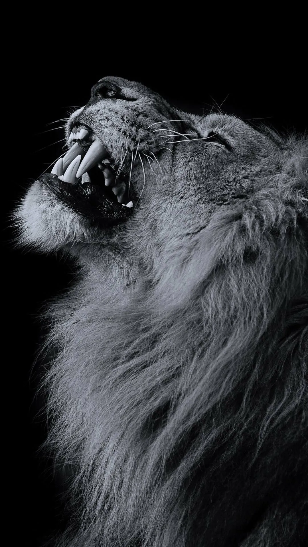 A Lion Showing its Dangerous Teeth in Black and White