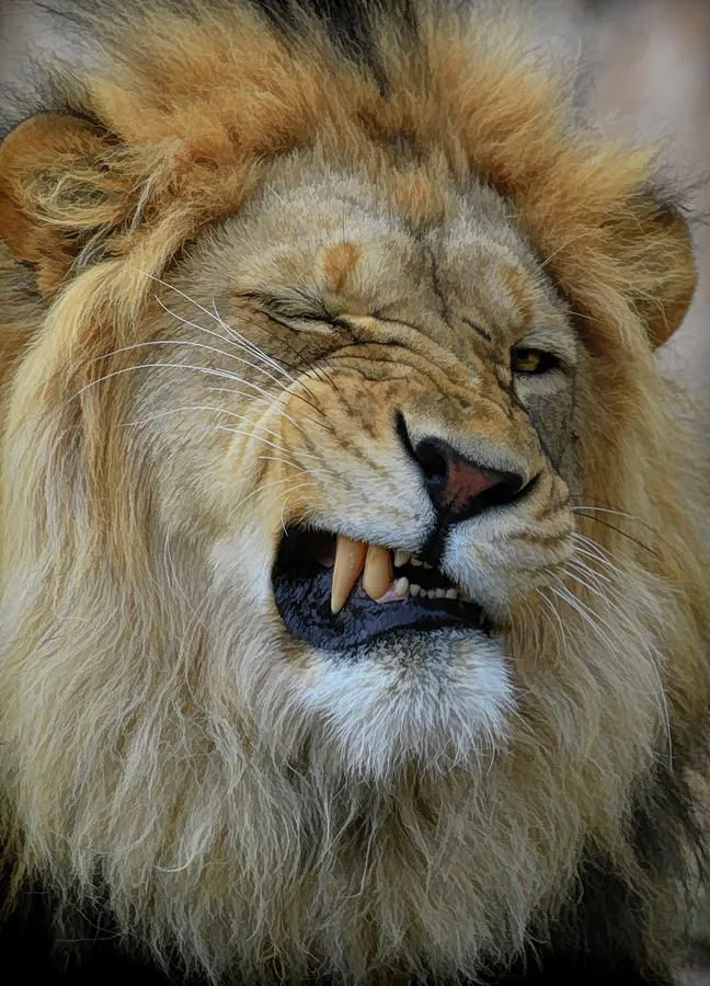 Lion Showing Teeth Fierce and Playful Expression Wallpaper