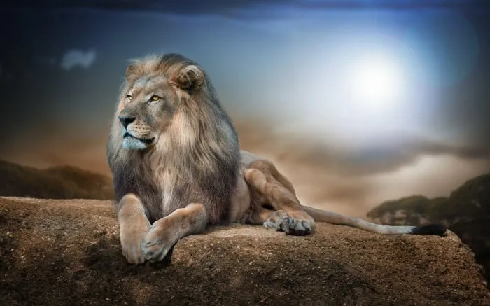 Lion Sitting on the Rock with Beautiful Sunset HD Wallpaper