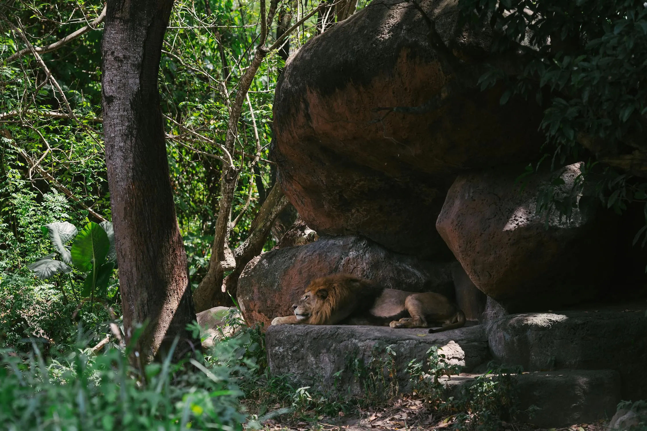 Lion Sleeping Under the Rock Wildlife Free Wallpaper