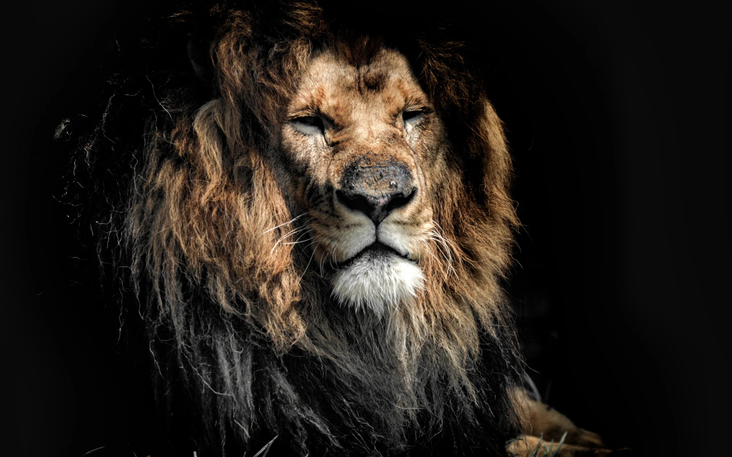 Lion with Sleepy Face Landscape HD Wallpaper Free Download