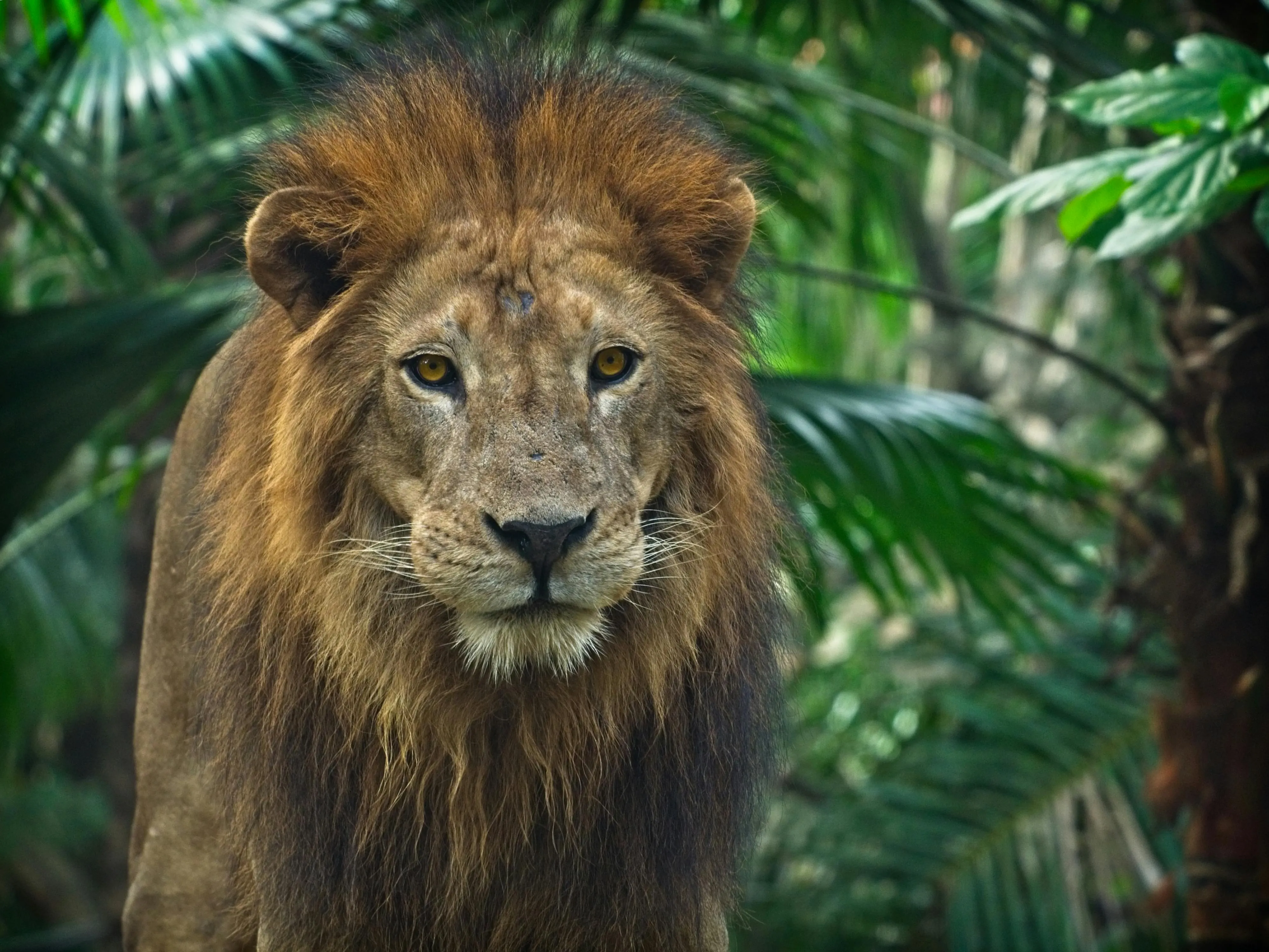 Lion Straight View in Jungle Desktop Wallpaper Free Download