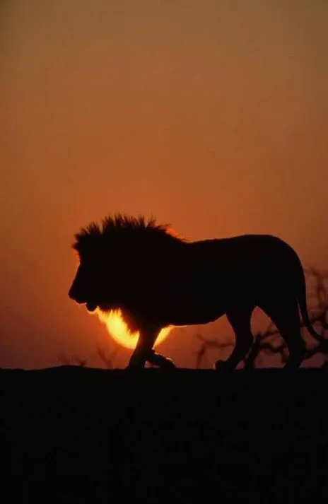 Lion Walking with the Beautiful Sunset HD Free Wallpaper
