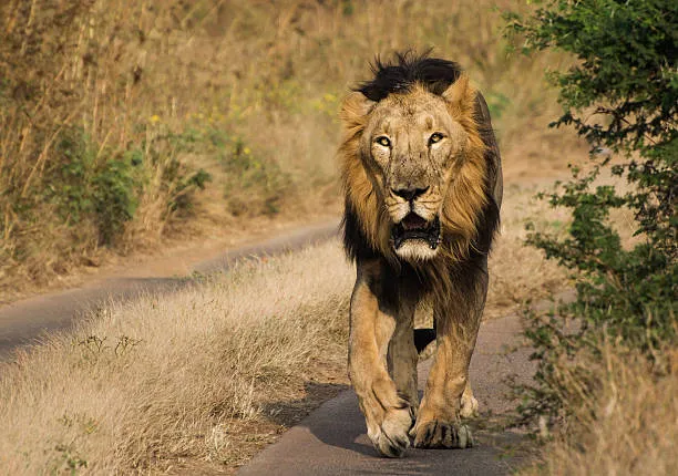 Lion Walking on Road in Jungle with Roaring HD Wallpaper