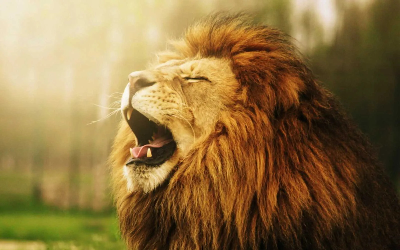 Lion Yawning Against the Sunlight HD Wildlife Free Wallpaper