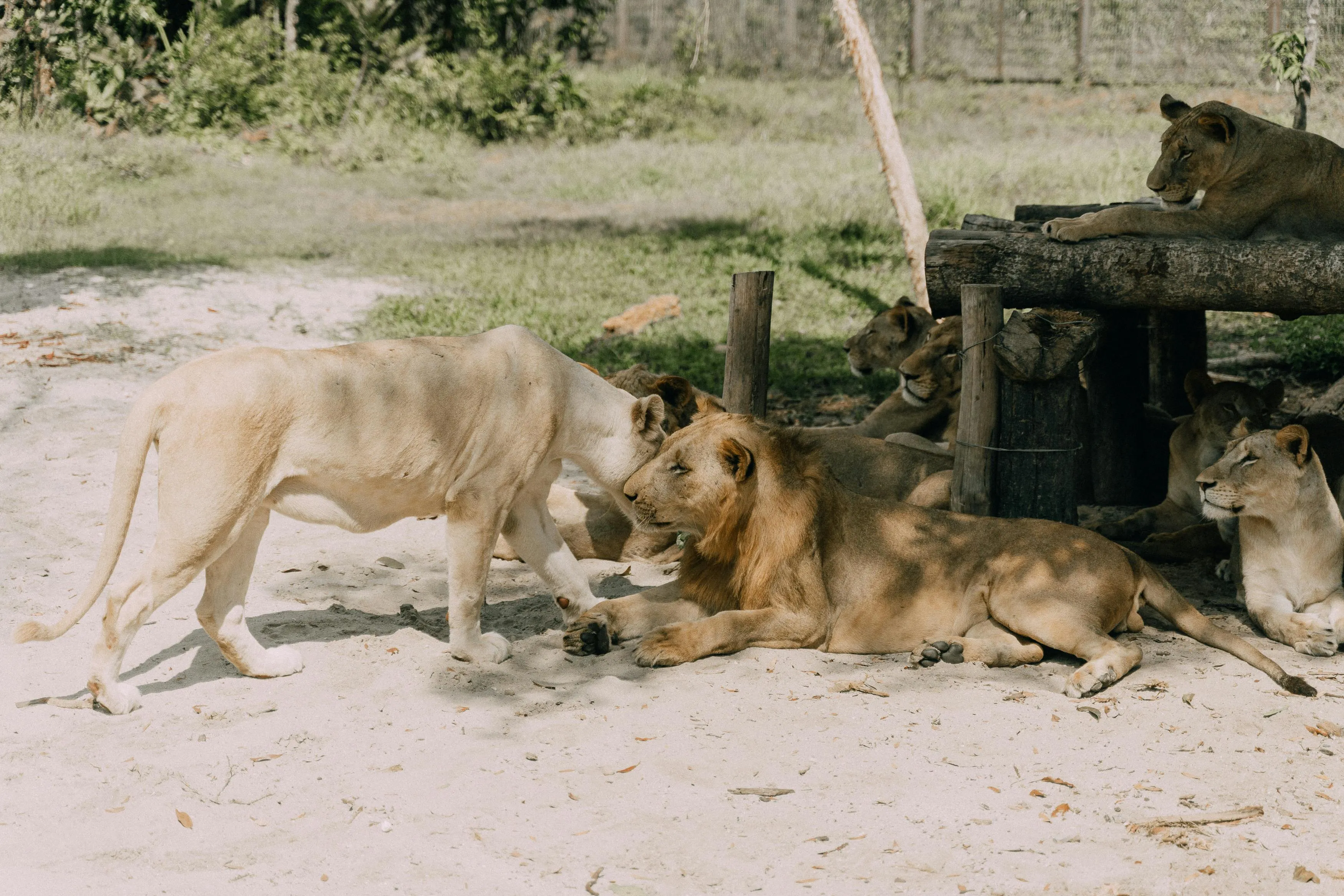 Lioness Approaching to Place in Shade Wildlife Habitat Image