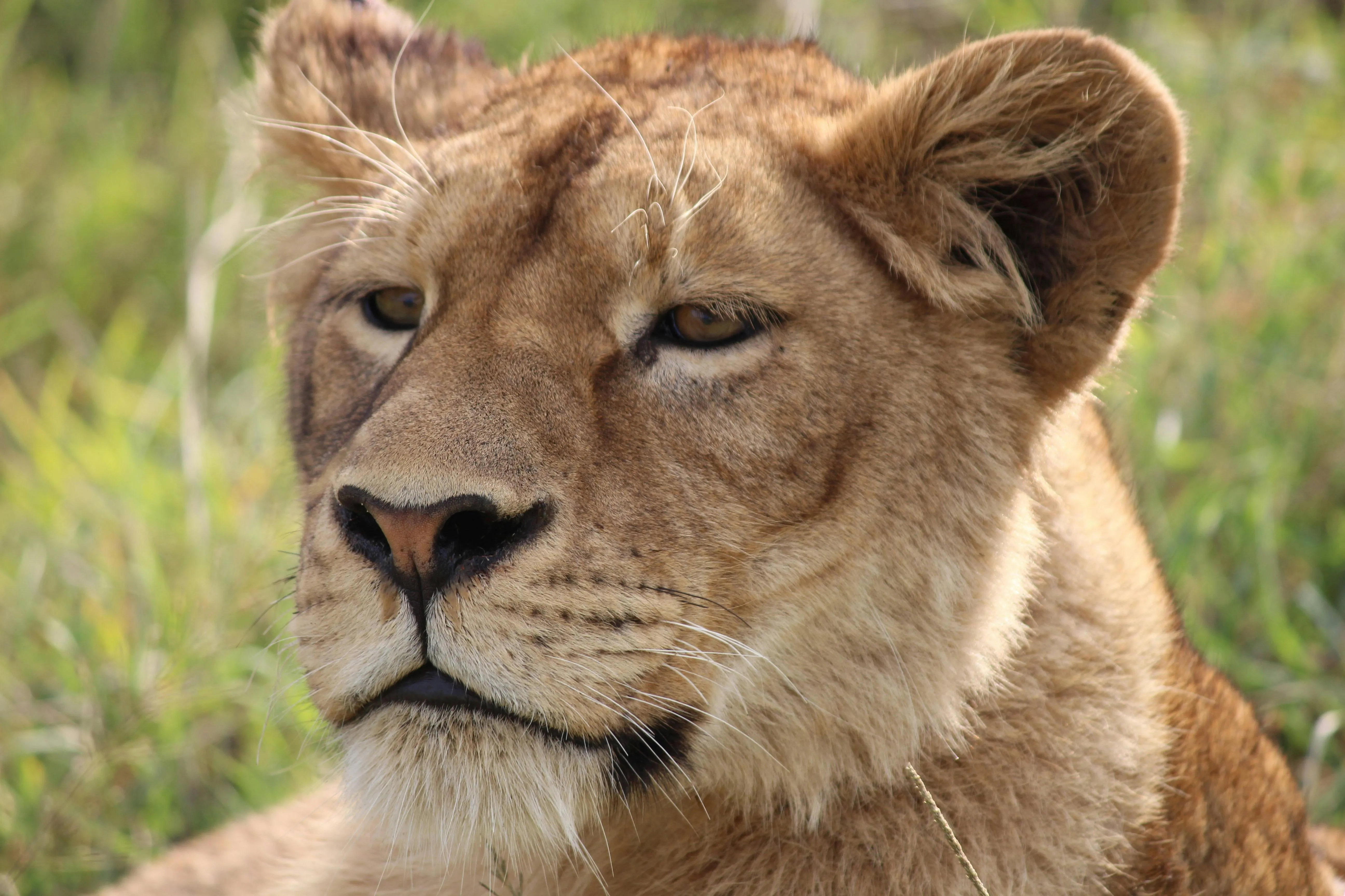 Lioness Face Close Up Landscape Wildlife Free HD Wallpaper