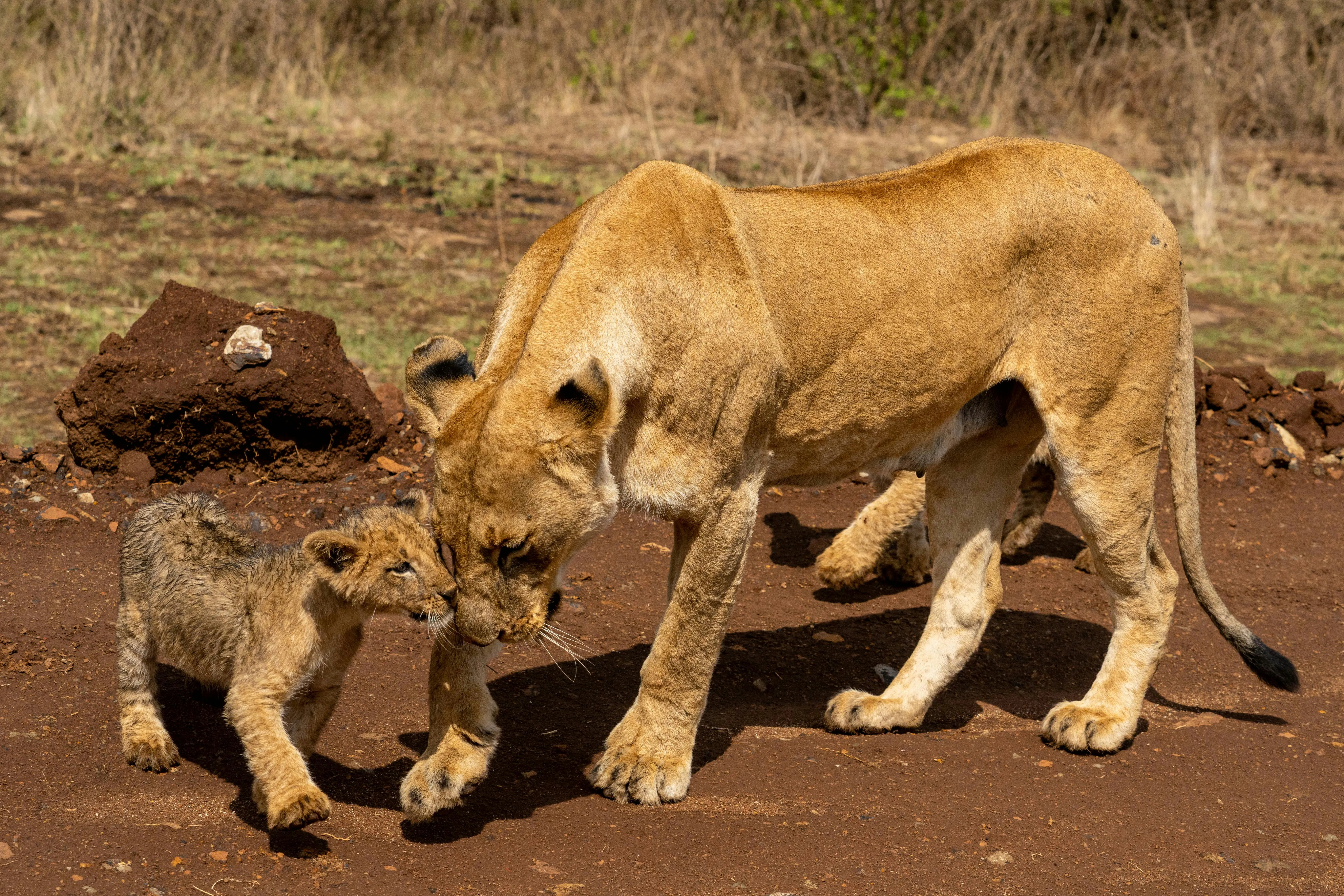 Lioness and Her Cub Playing in the Jungle Wildlife Wallpaper
