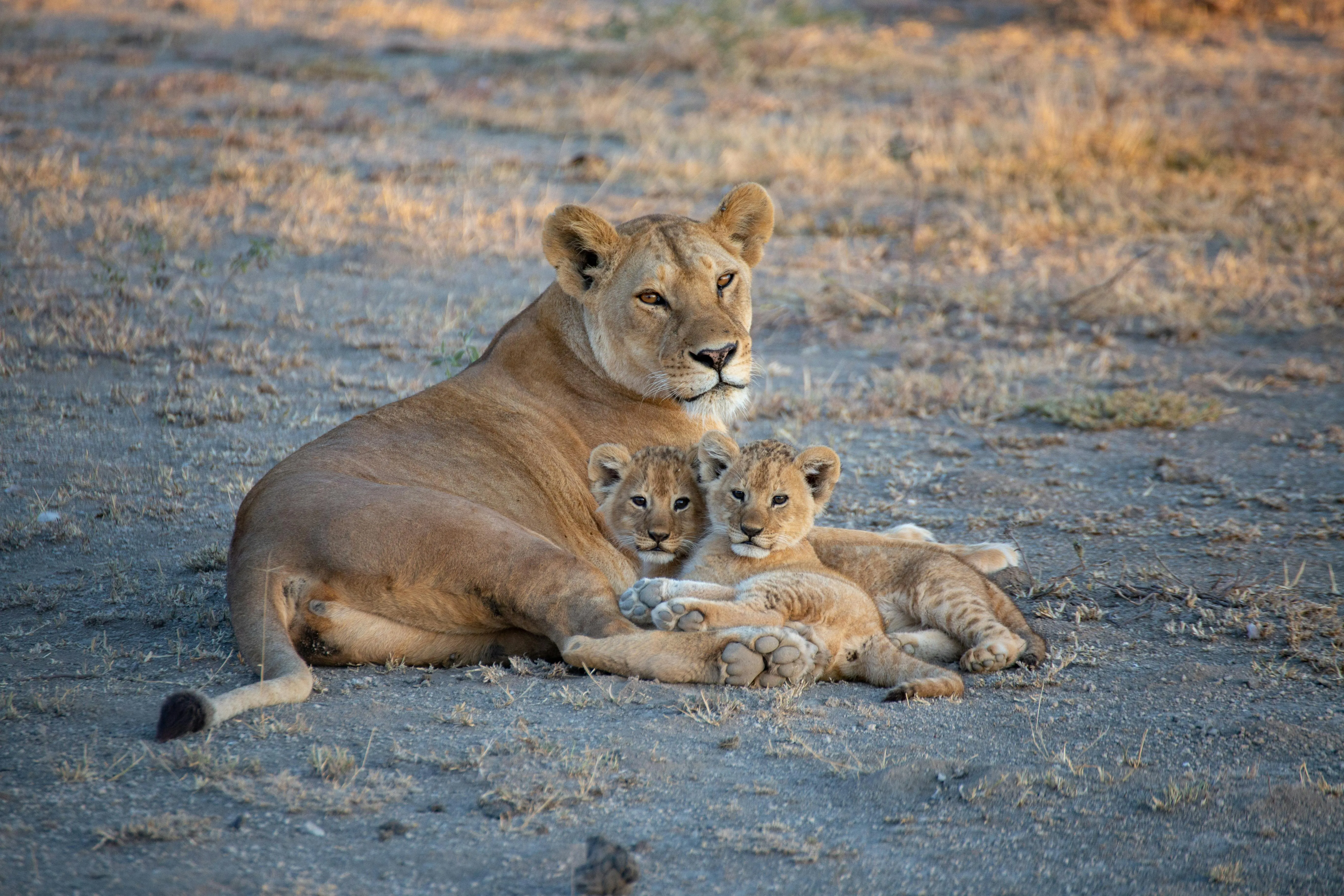 Lioness and Her Two Cute Lion Cubs Wildlife Epic Photography