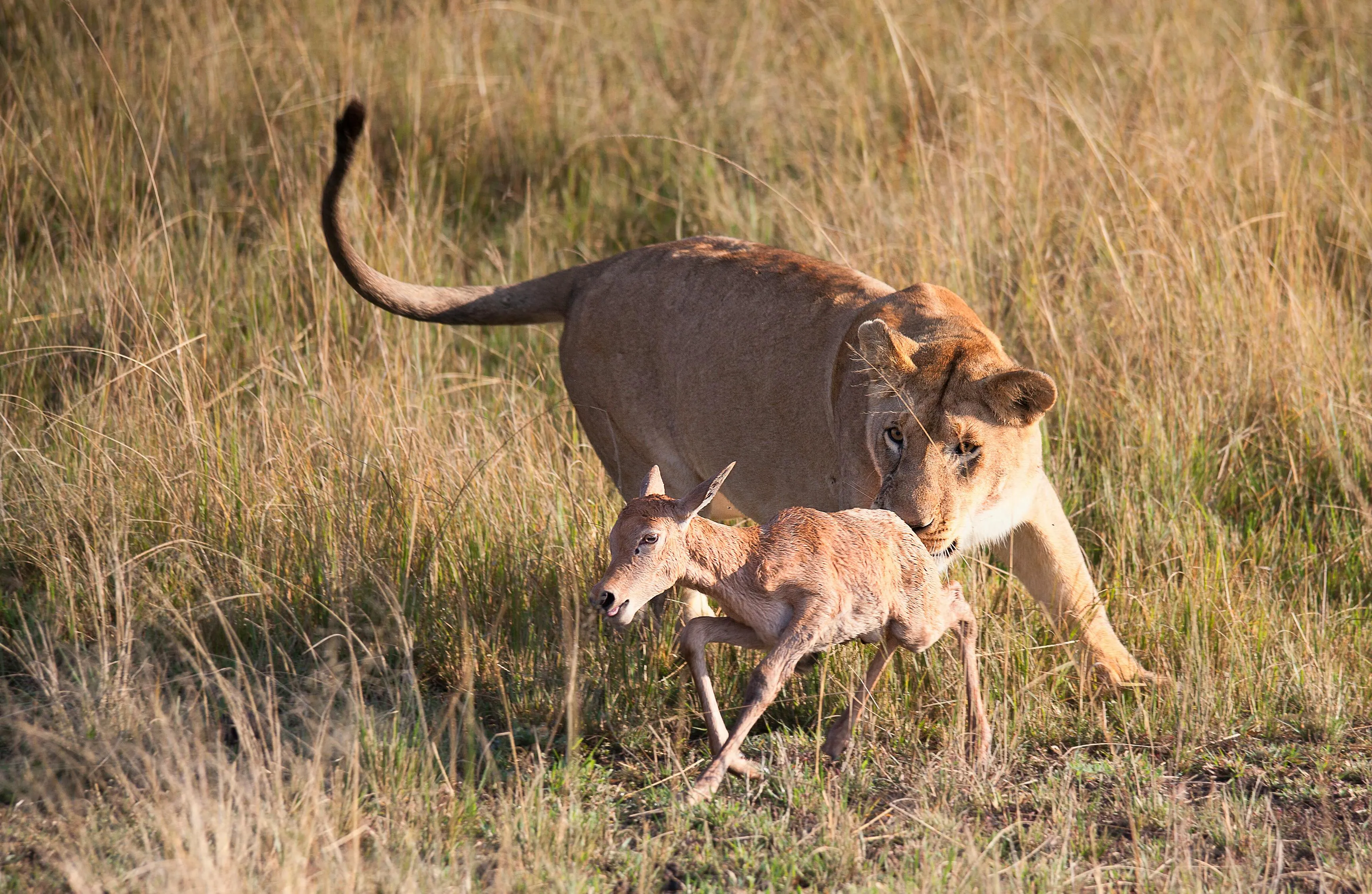 A Lioness Hunting Deer for Food Natural Habitat Picture