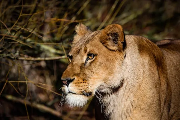 Lioness Looking Calmly Wildlife Desktop HD Free Wallpaper