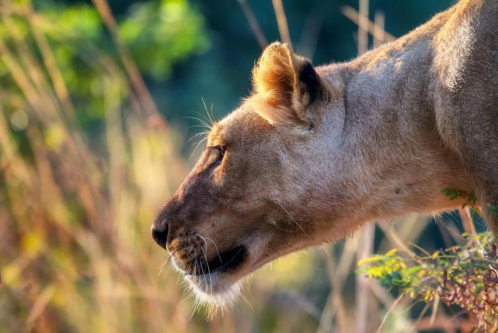 Lioness in Natural Habitat with Soft Sunlight Free Wallpaper