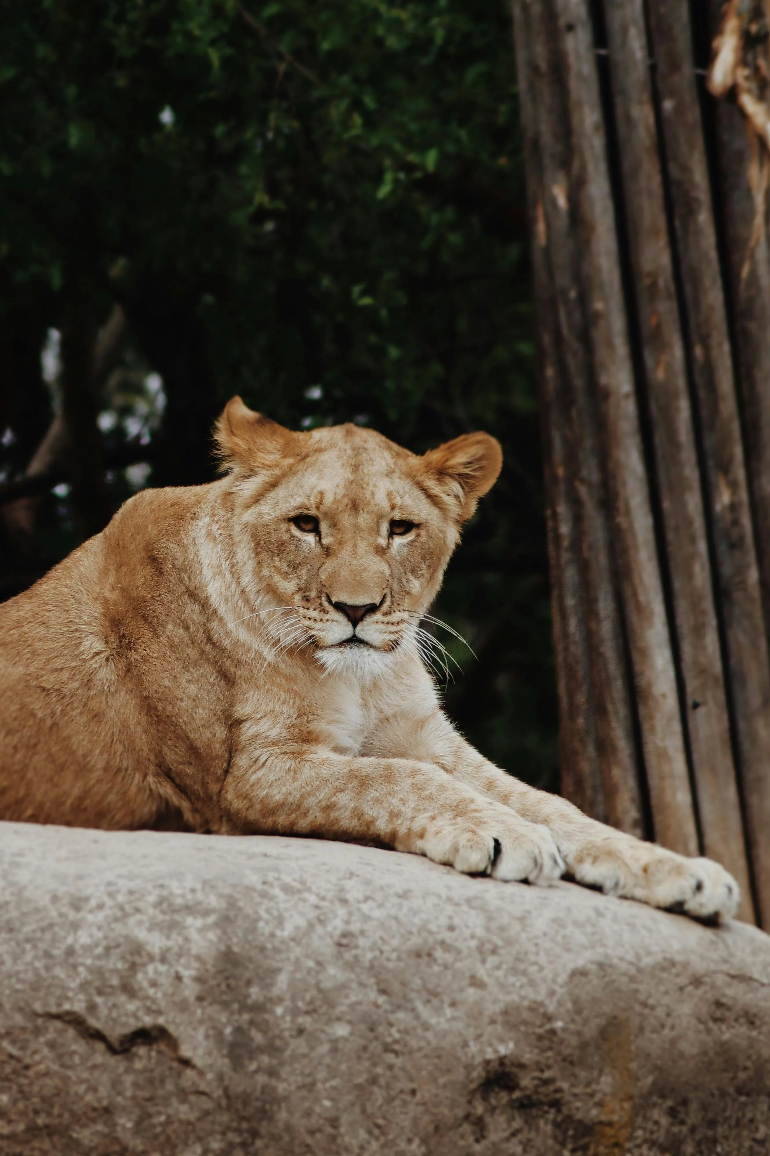 Lioness Resting on Rock Calm Power in the Wildlife Image