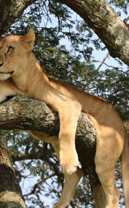 Lioness Resting on a Tree Branch Free HD Portrait Wallpaper