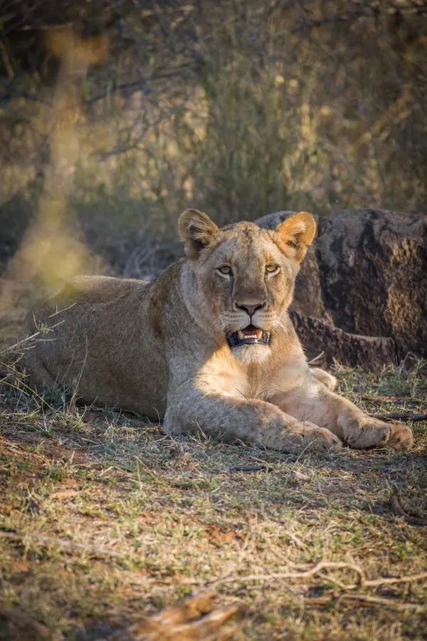 Lioness Roaring with Angry Face Reaction HD Free Wallpaper