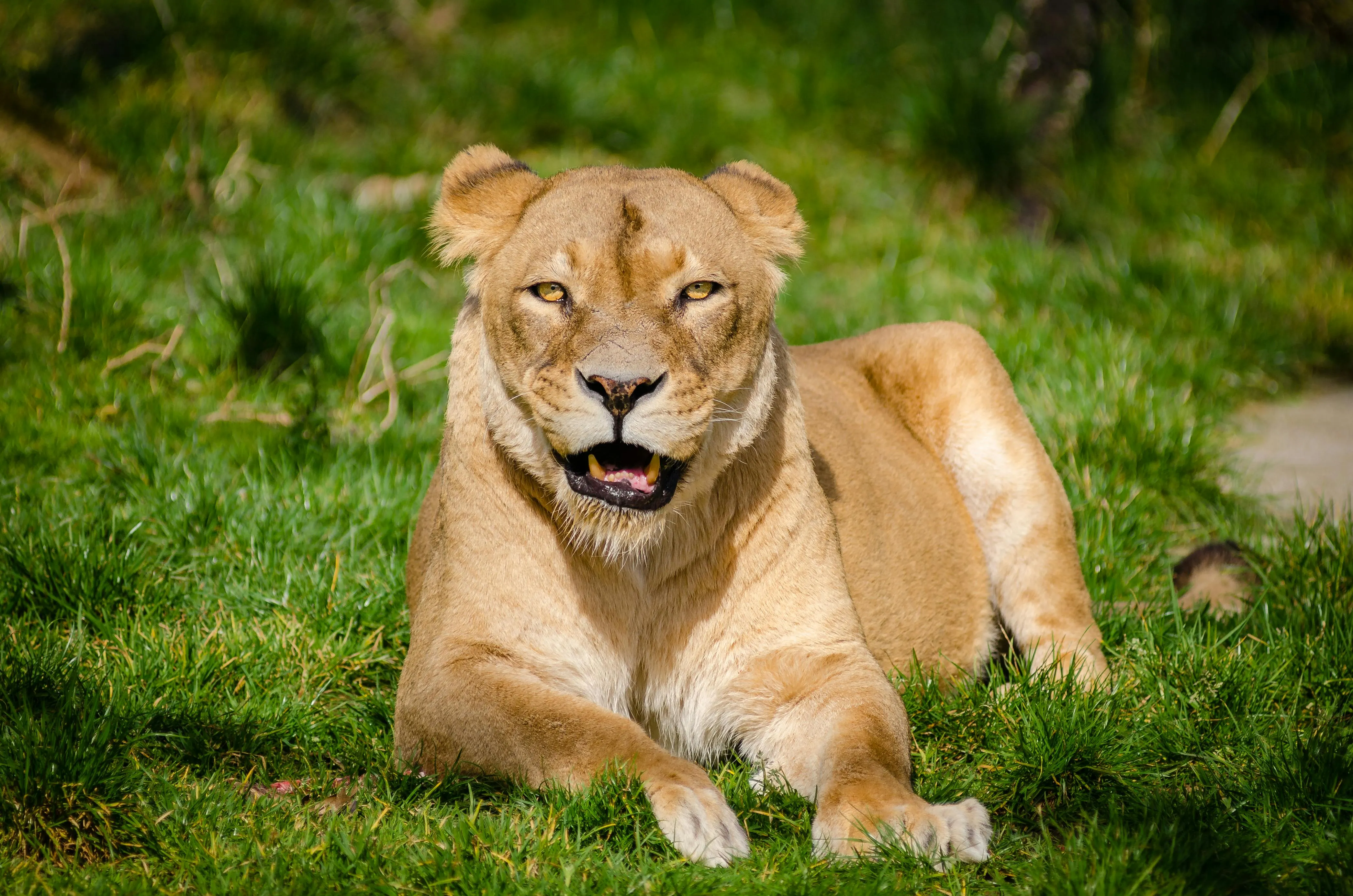 Lioness Roars and Looking Intensely and Sitting in Jungle
