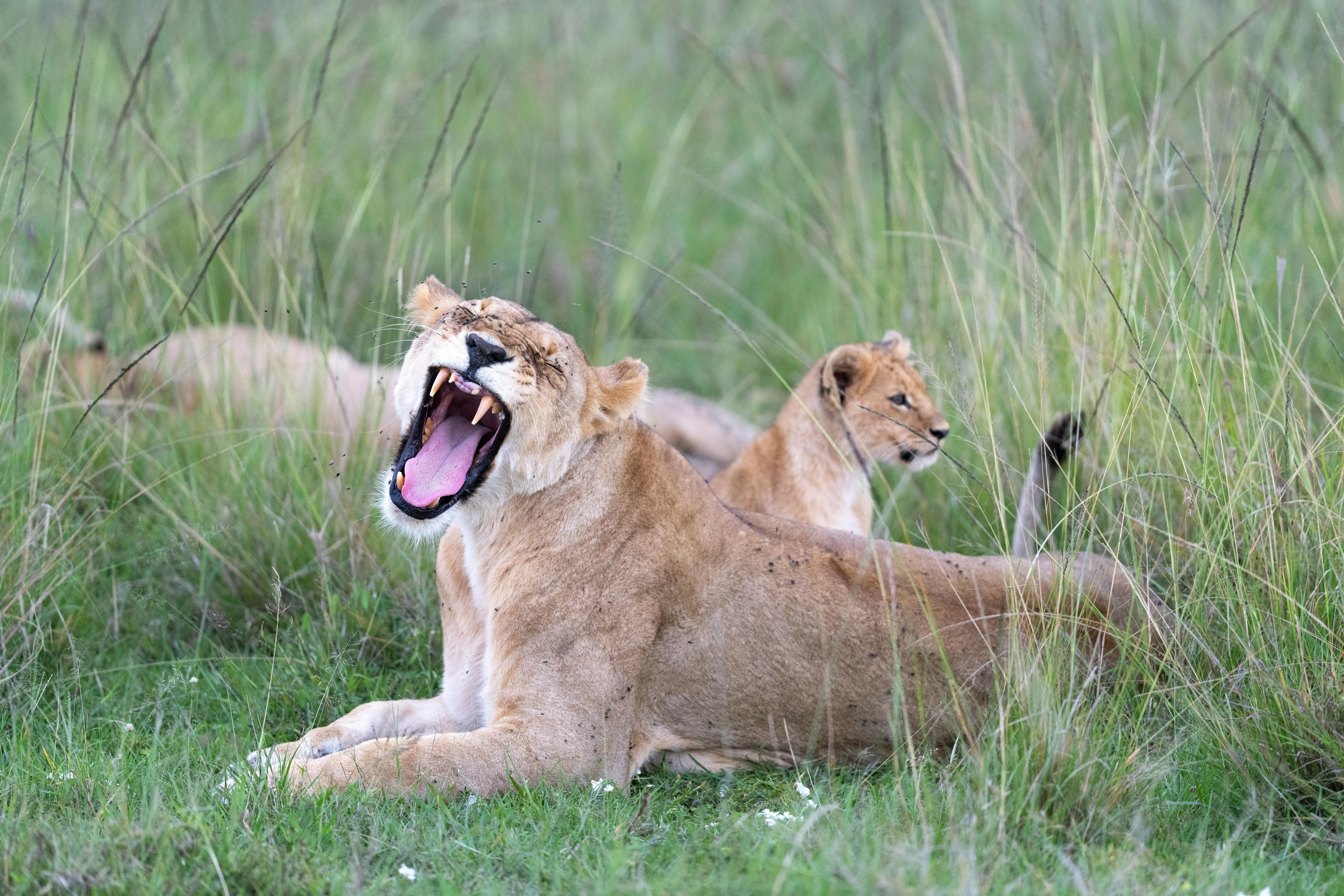 Lioness Roars and Sits on the Grass Wildlife HD Wallpaper