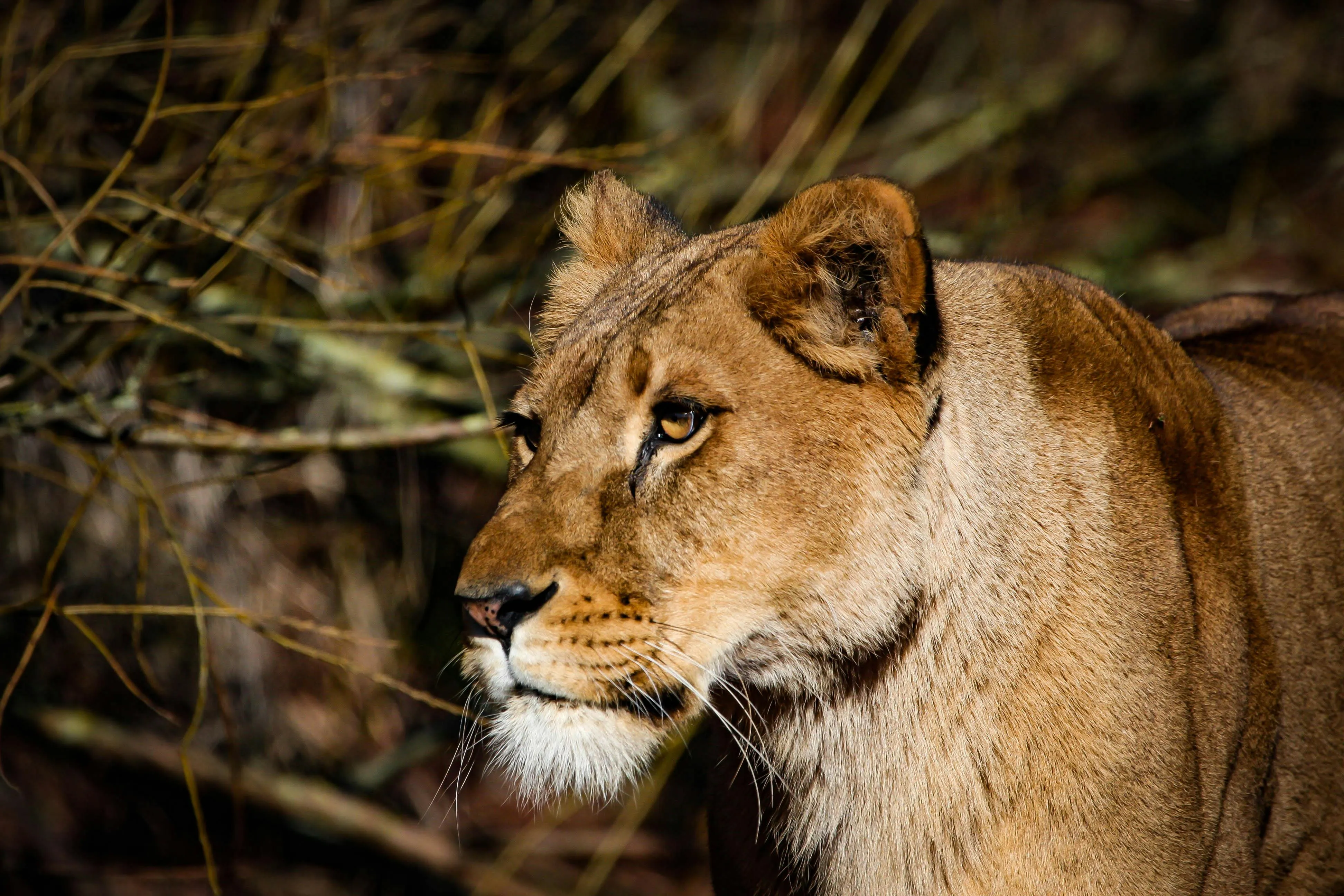 Lioness Side View Wildlife Photography HD Free Wallpaper