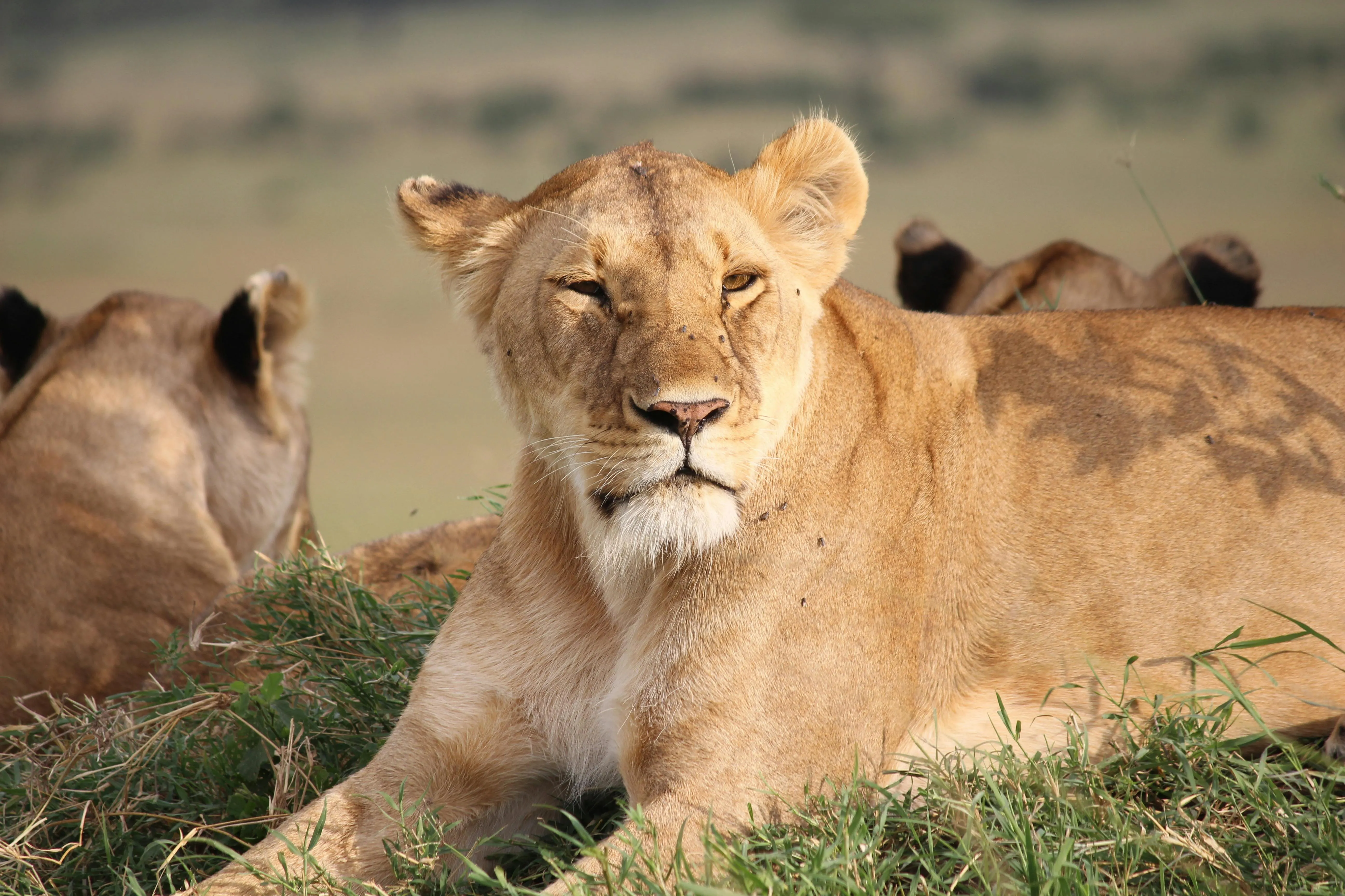 Lioness Sitting in Grass Natural Habitat Landscape Wallpaper