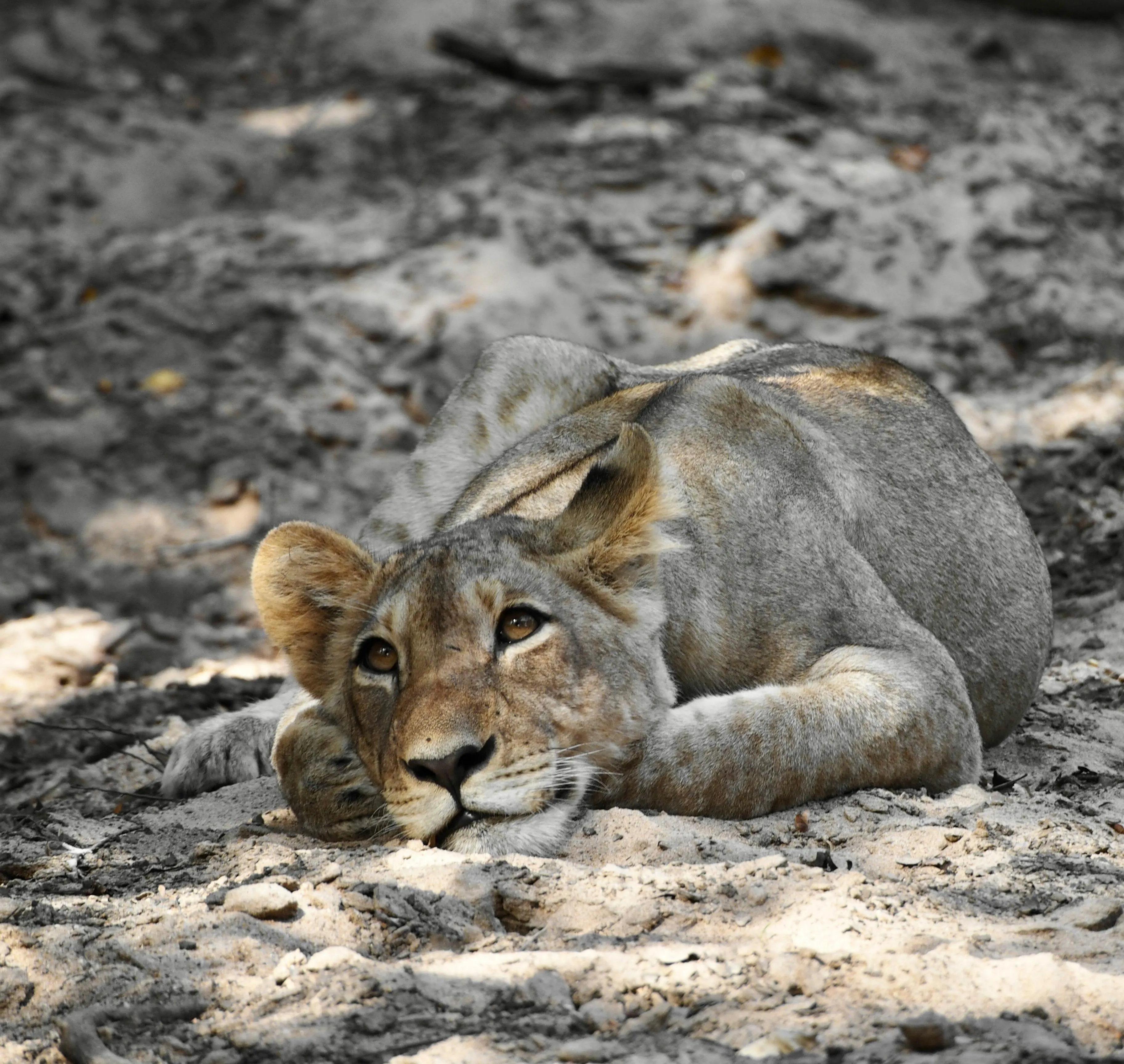 Lioness Sitting on Jungle Sand Peacefully Portrait Wallpaper