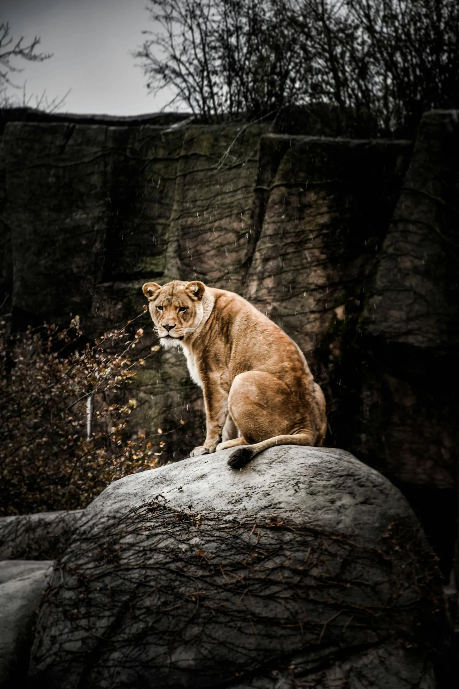 Lioness Sitting on Rock Wildlife Scene in Natural Habitat