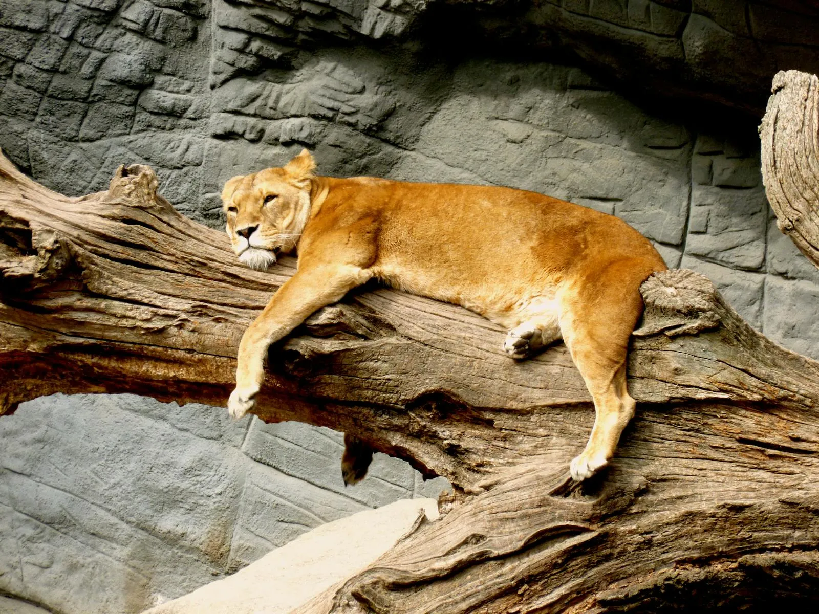 Lioness Sitting Sadly on the Wood Wild Animal Free Wallpaper