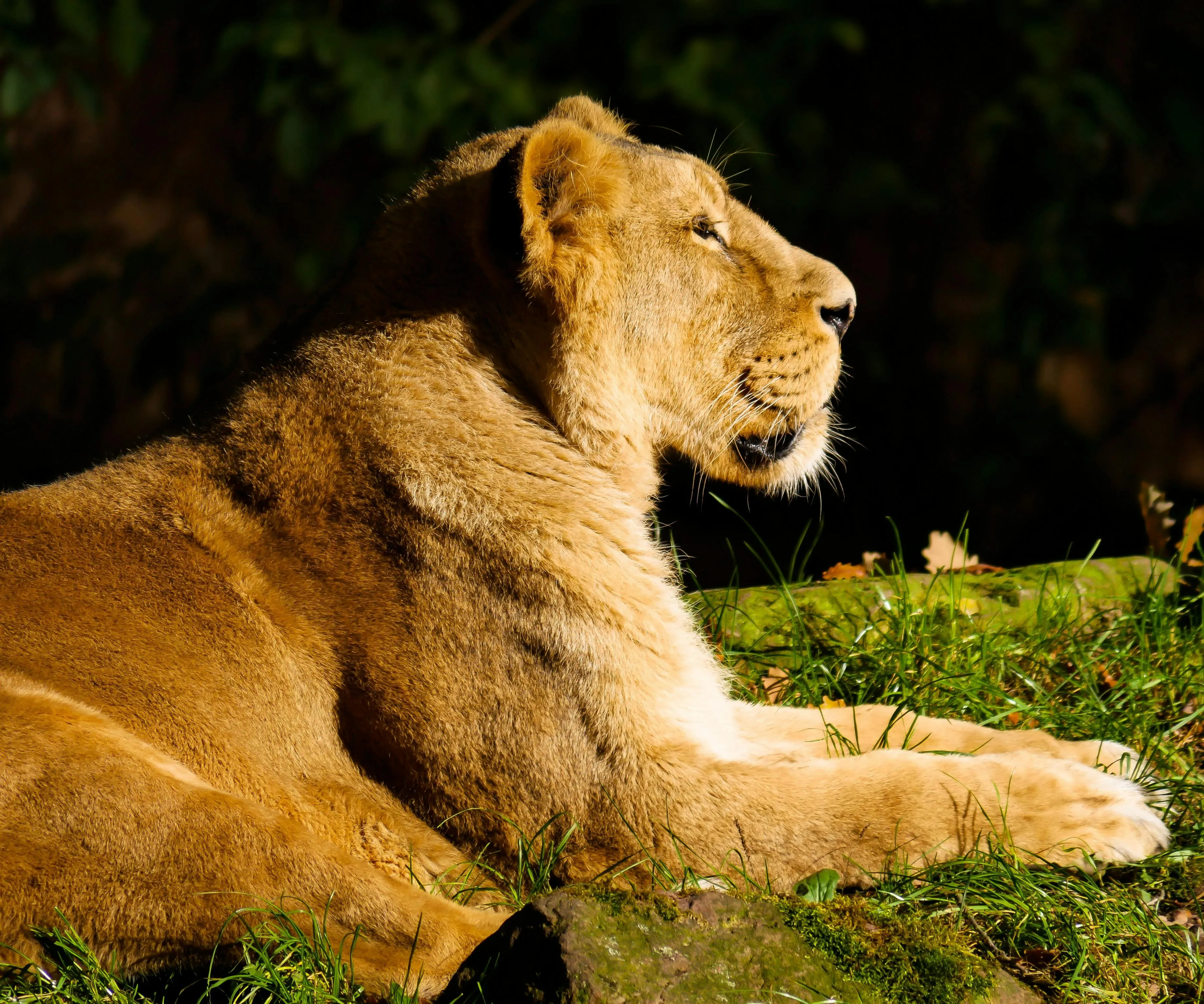 Lioness Sitting in Sideview with Sleepy Mind Wildlife Image