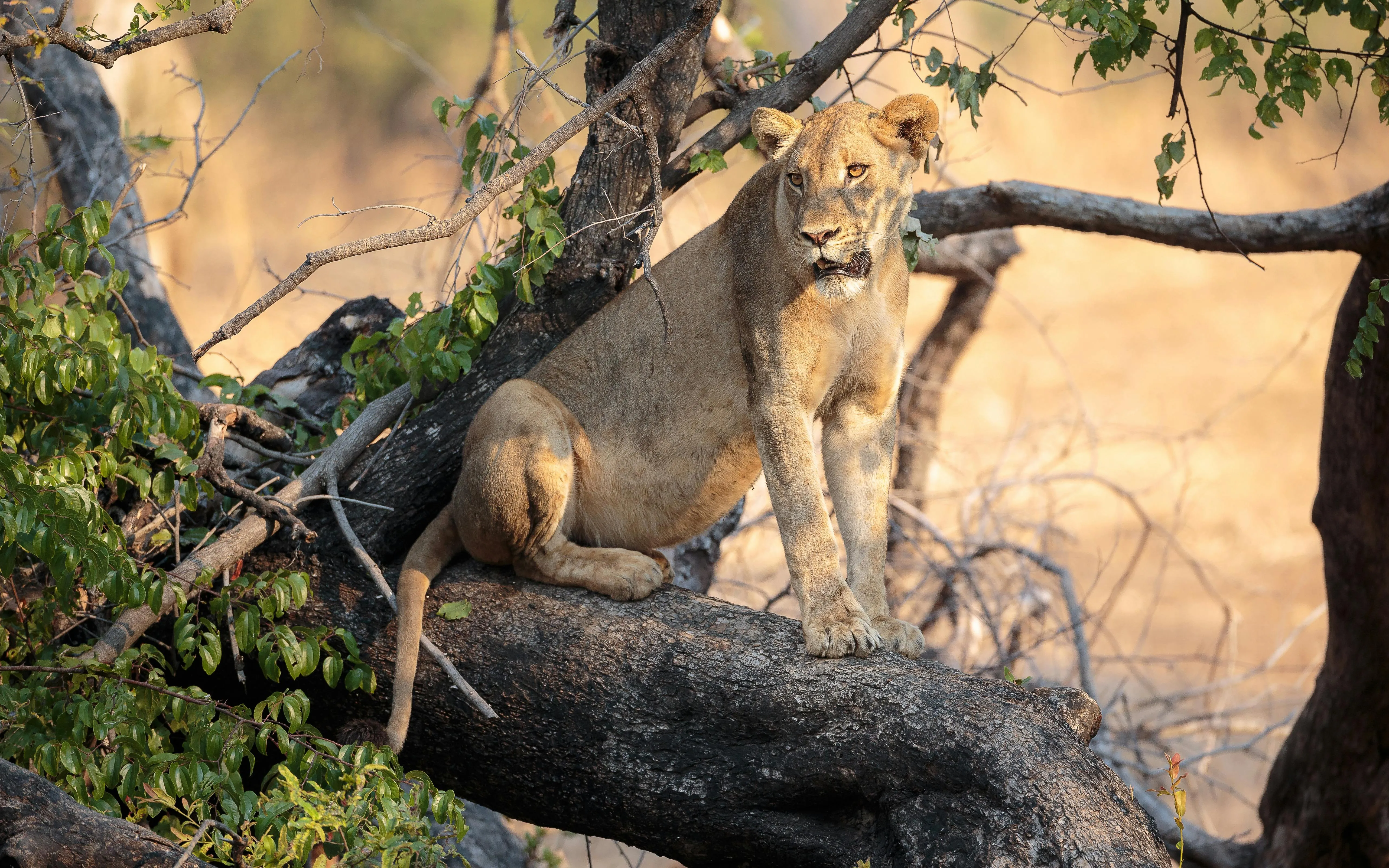 Lioness Sitting on a Tree Branch Looking Intensely HD Image