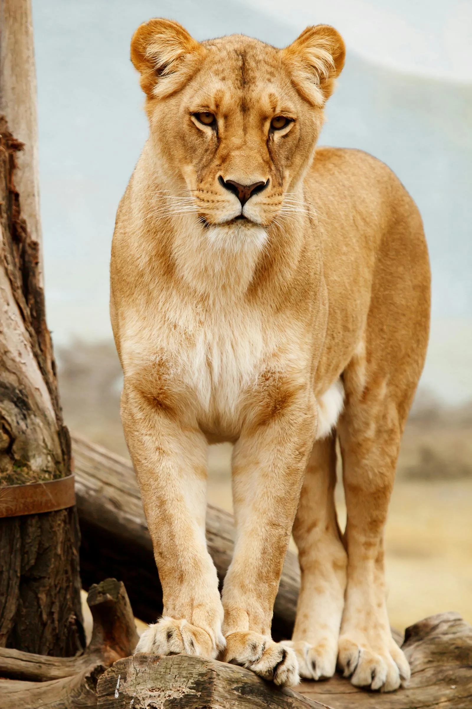 Lioness Standing on the Wood Portrait HD Free Wallpaper
