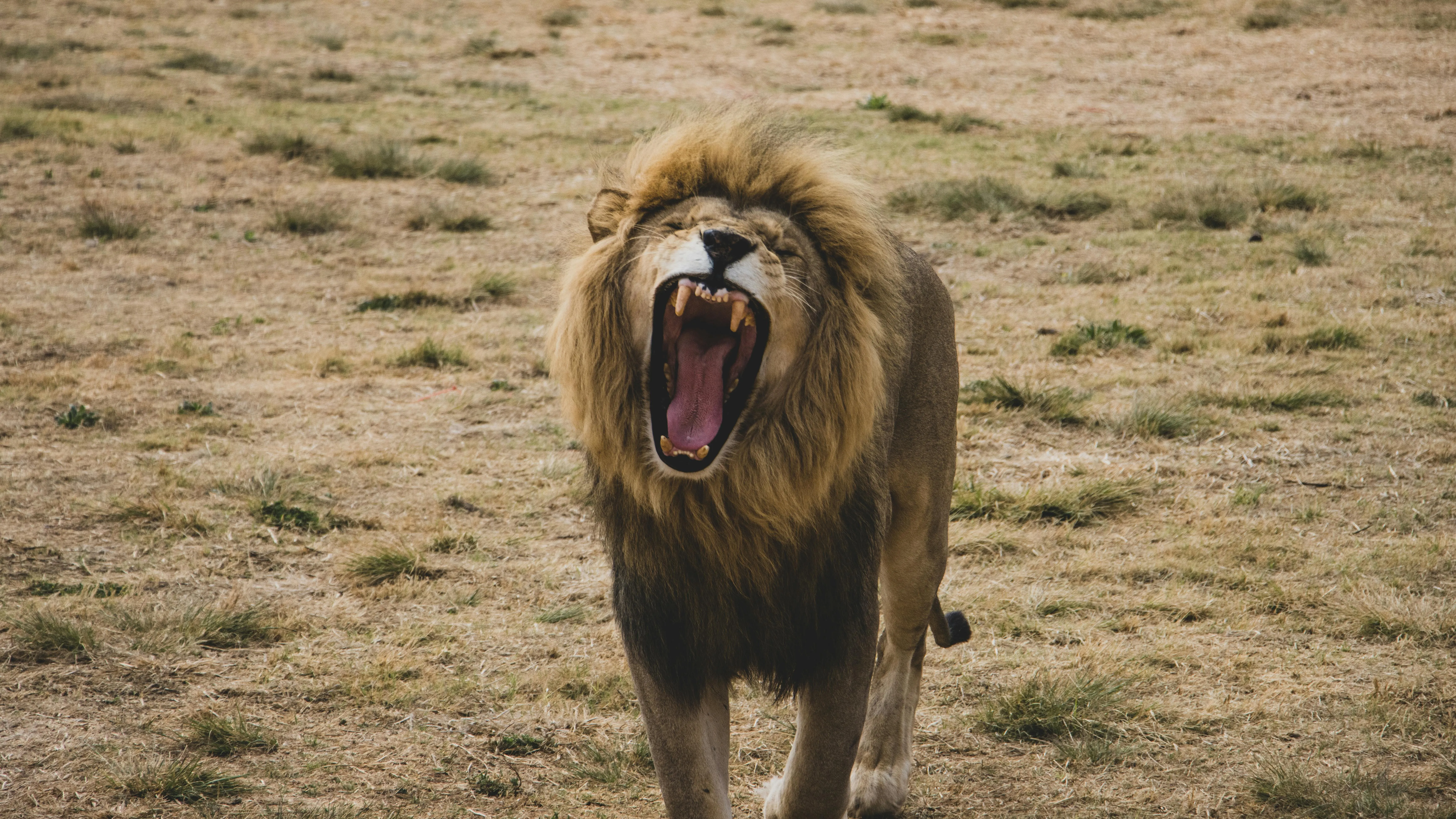 Lions Powerful Roaring Dangerous Wildlife Free Wallpaper