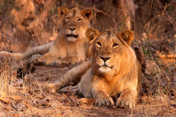 Lions Resting in the Dry Forest Rare Wildlife Scene Picture