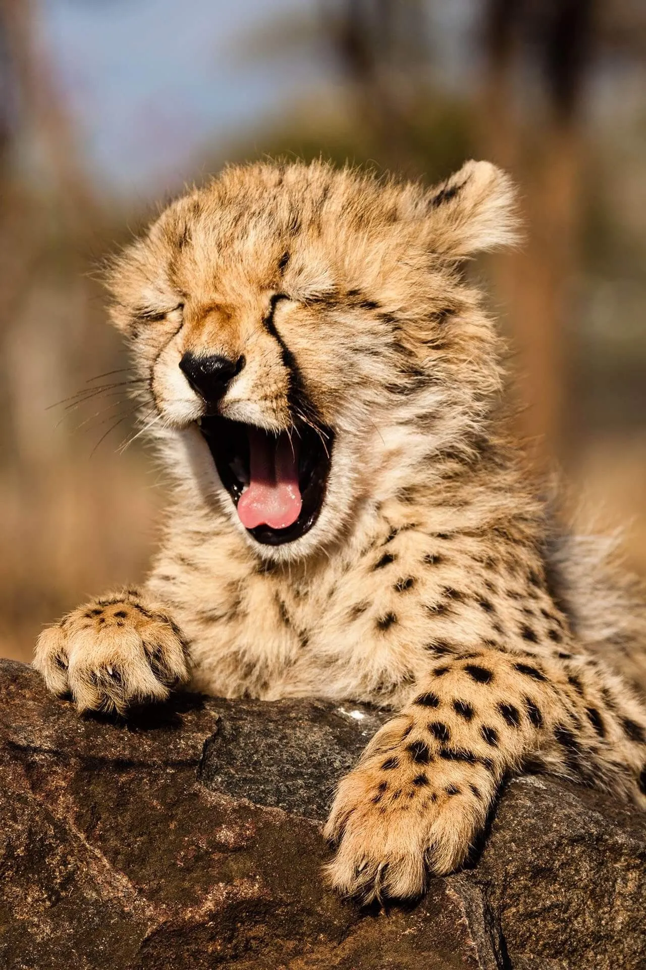 Little Cheetah Cub Is Yawning in the Rock Free Wallpaper