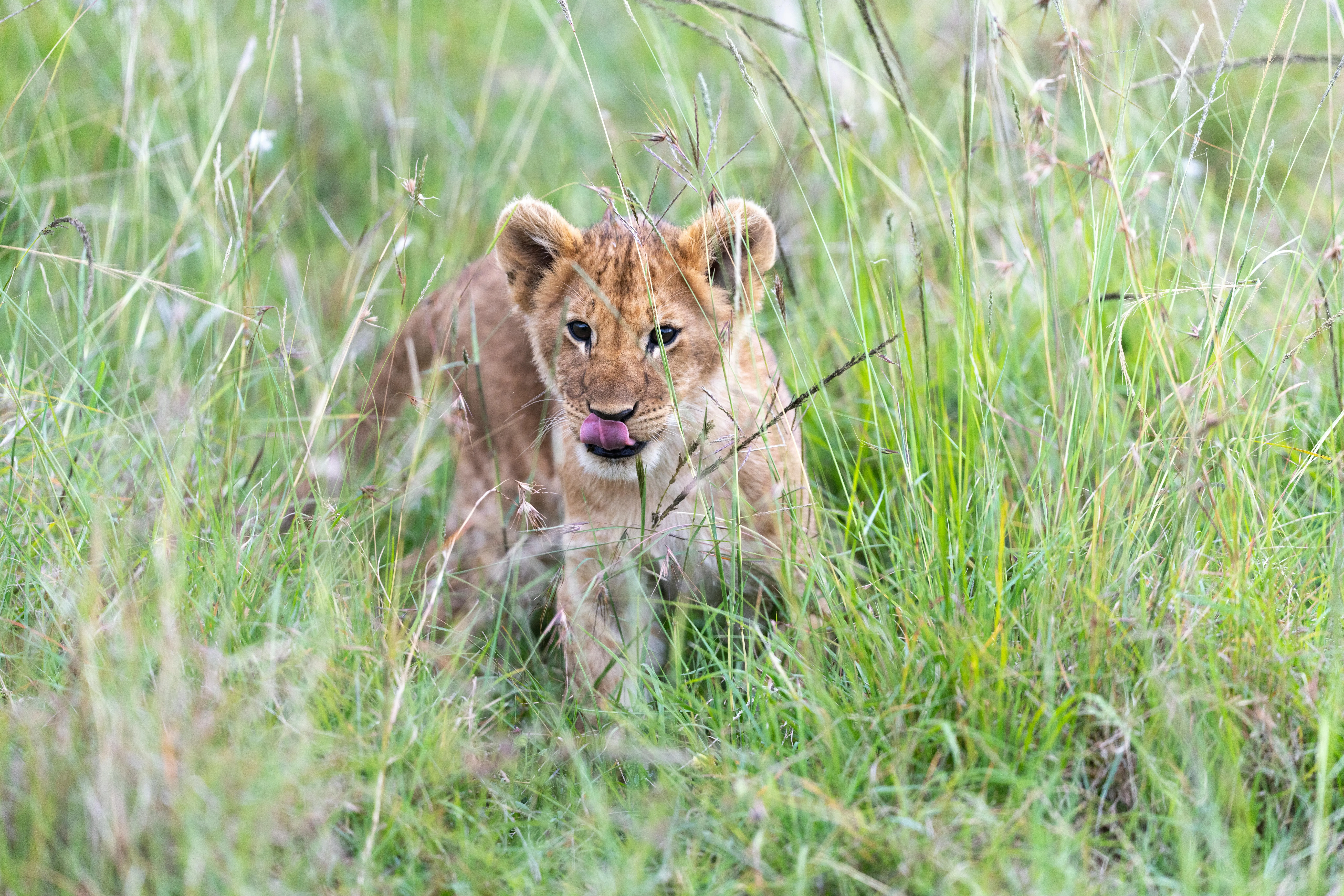 Little Lion Cub Licking and Walking in Forest Wallpaper