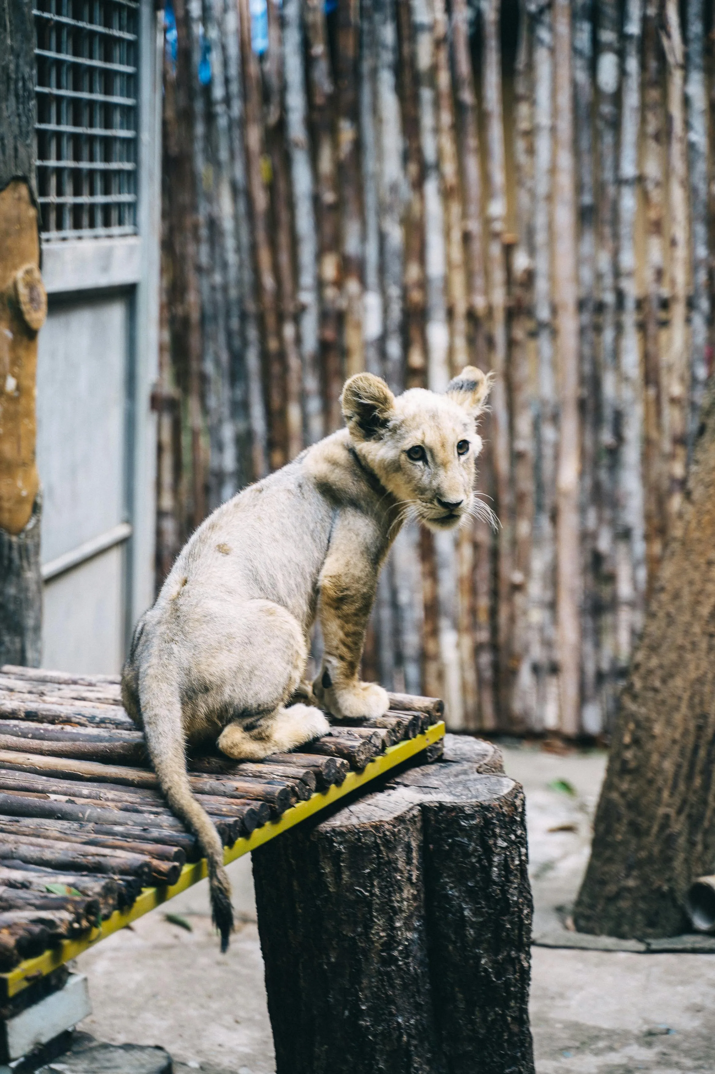 Little Lion Cub in Zoo Looking Back Wildlife Photography