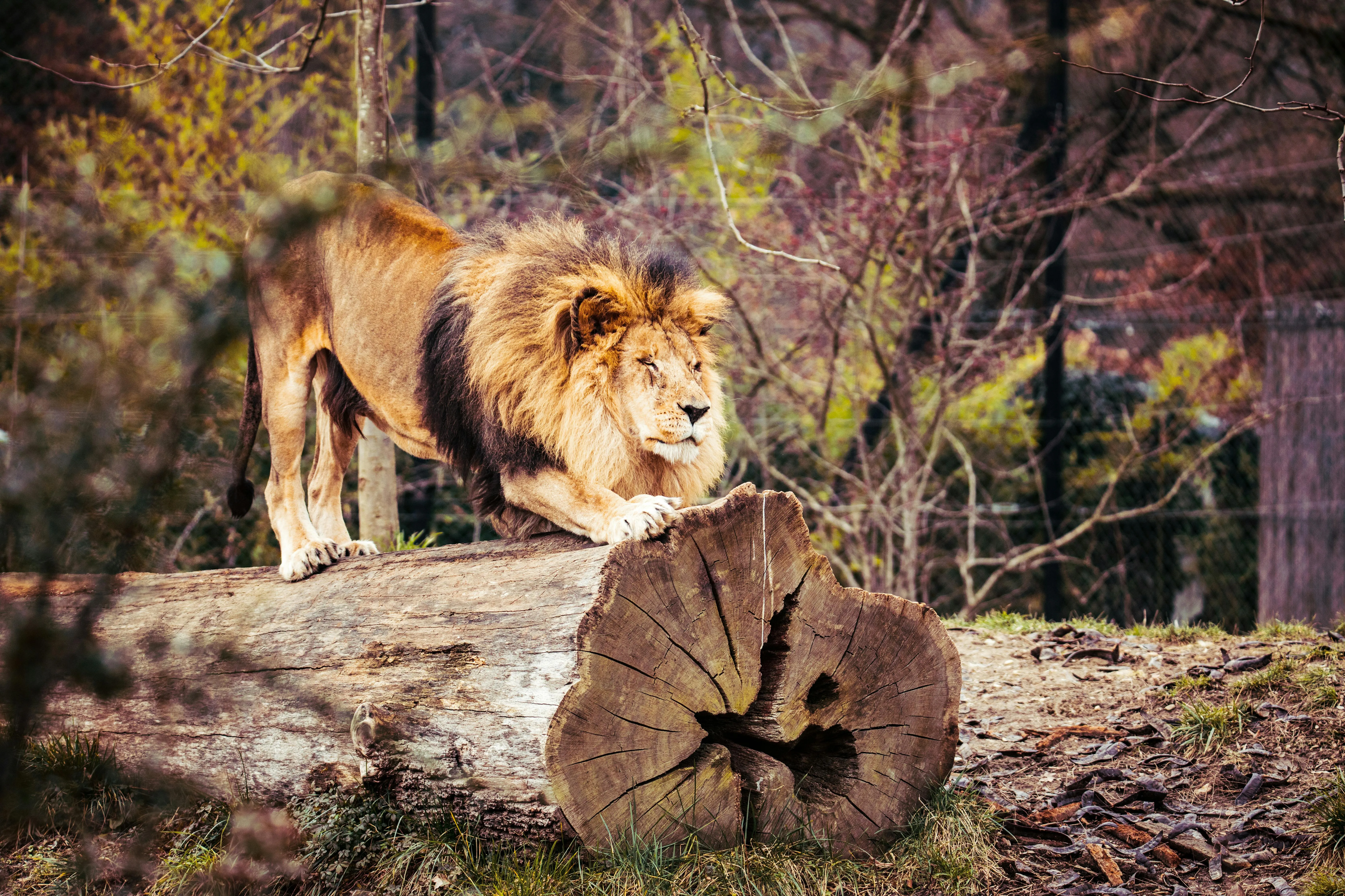 Majestic  Male Lion Stretching its Body HD Free Wallpaper