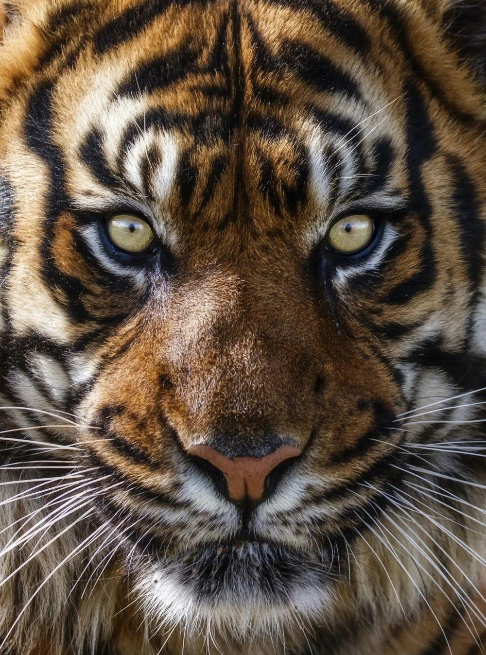 Majestic Aggressive Tiger Close Up View HD Mobile Wallpaper