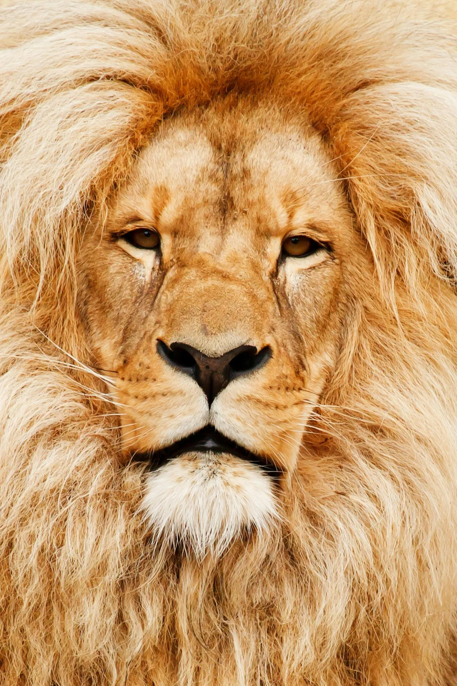 Majestic Golden Lion with Fearless Attitude Portrait Image