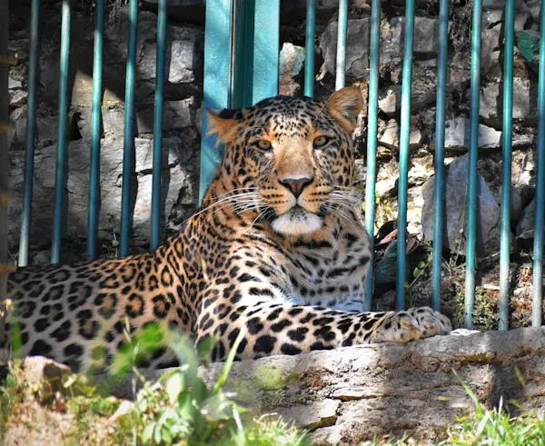 Majestic Leopard Behind Metal Bars Lying in Sunny Enclosure