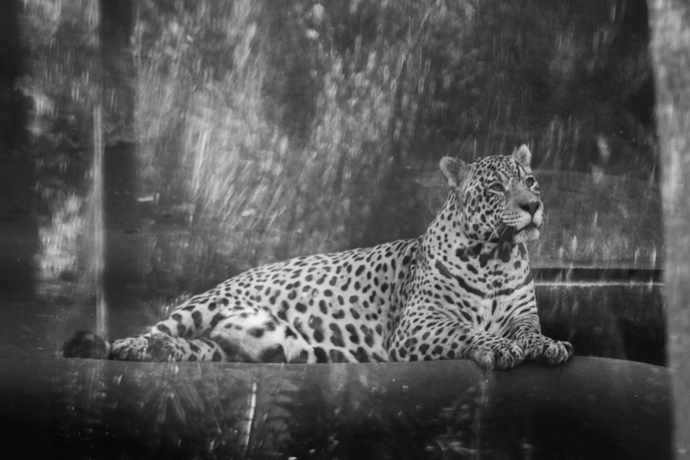 Majestic Leopard in Black and White Wildlife Photography