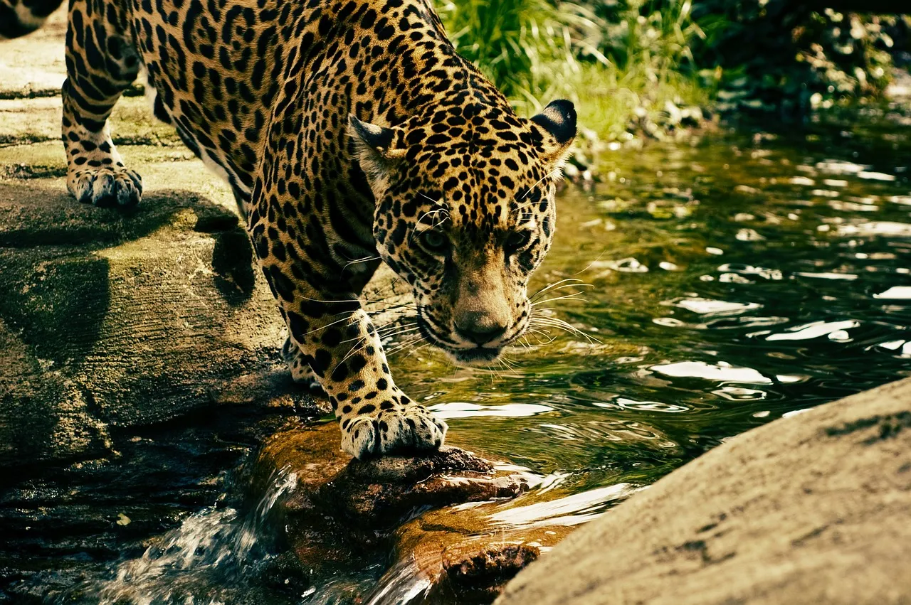 Majestic Leopard Close Up View of Drinking Water in Forest